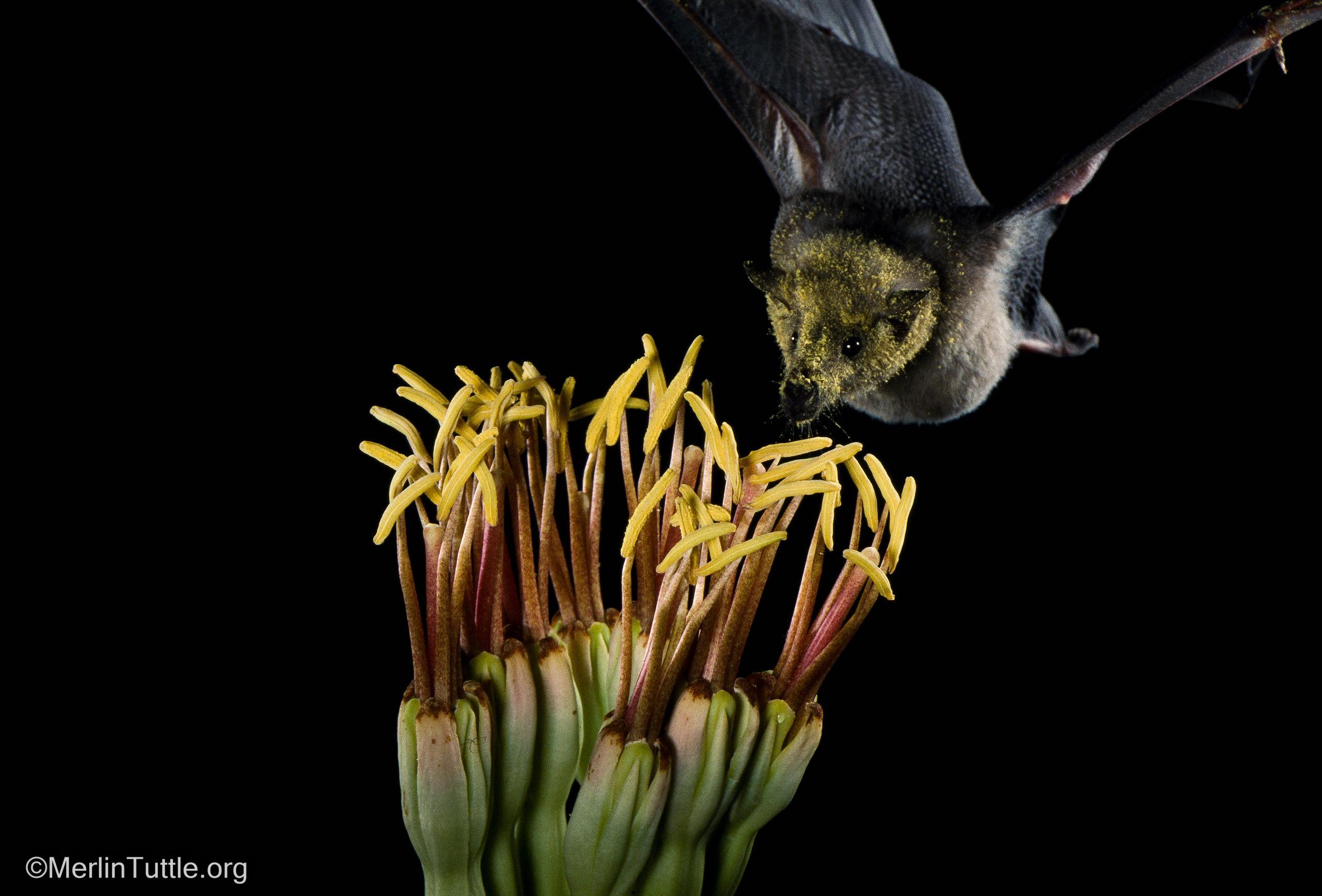 2560x1735 Inspiring Bat Conservation Through Photo Tuttle's Bat Conservation