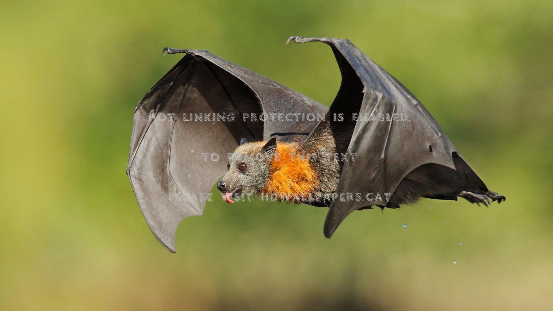 1920x1080 fruit bat flying black animals birds