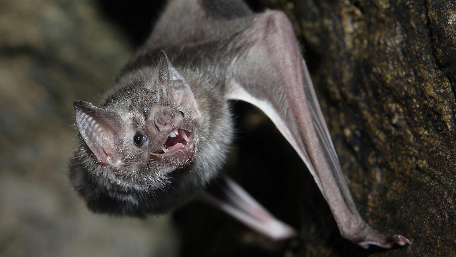1600x900 Bat Animal Wallpaper