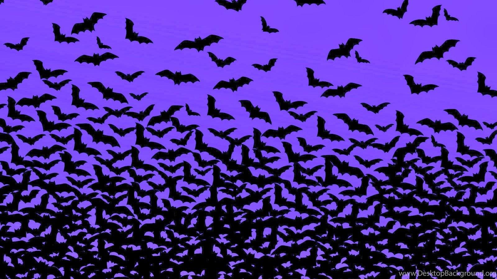 1600x900 Bat Wallpaper Animal Wallpaper Desktop Background