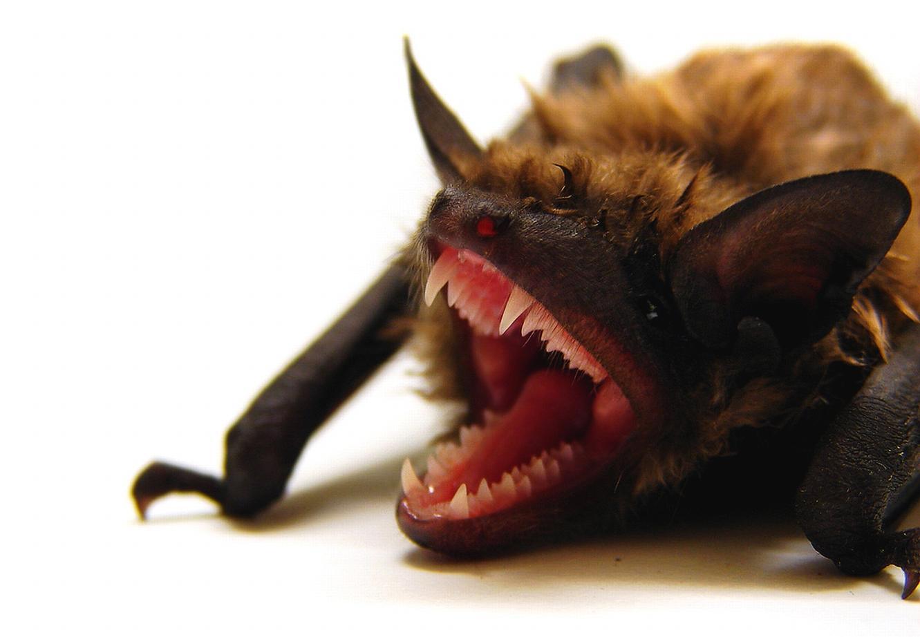 1331x922 Bat Wallpaper and Background Imagex922