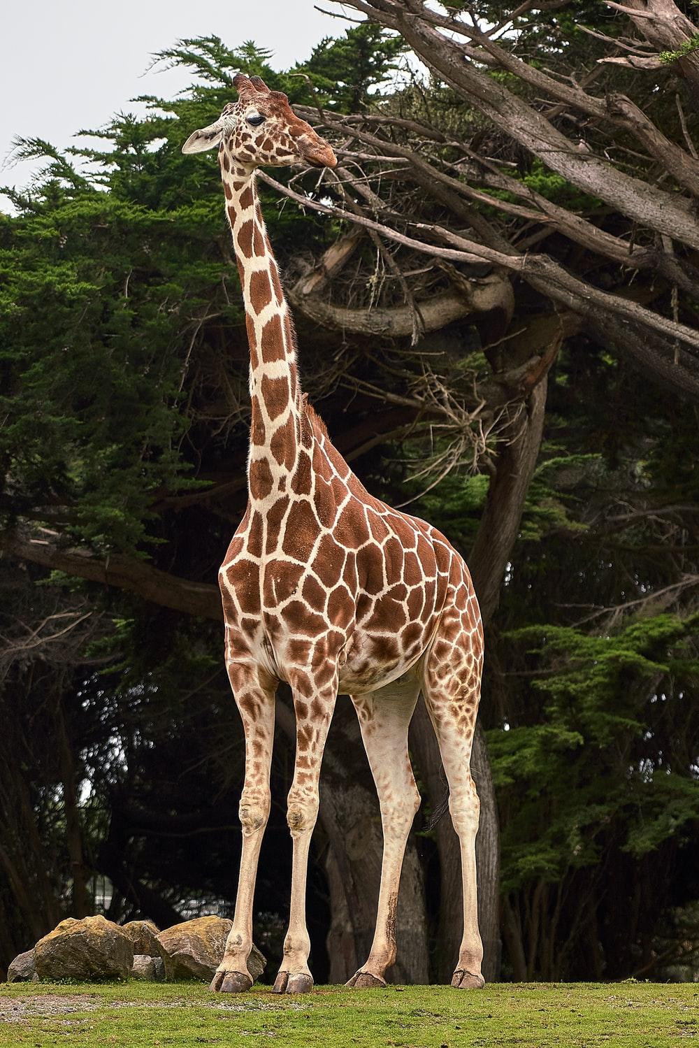 1000x1499 Giraffe Picture [HD]. Download Free Image