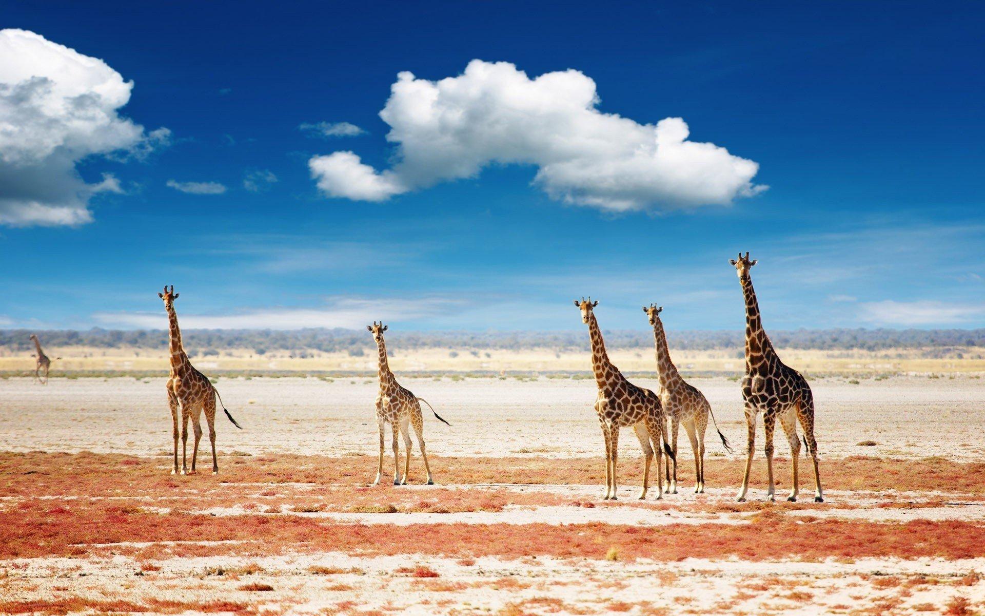 1920x1200 px Amazing animal Beauty cute family giraffe