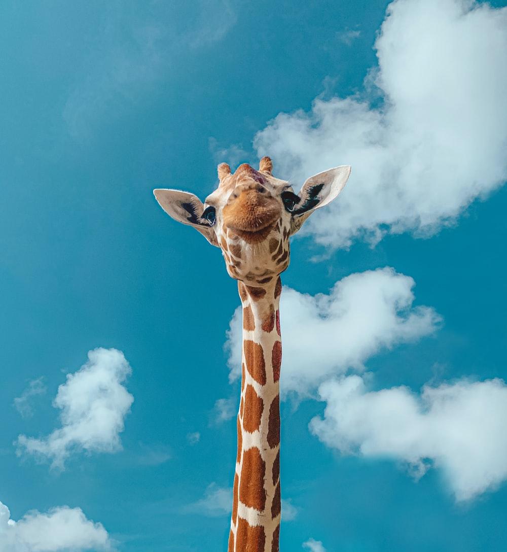 1000x1088 Giraffe Picture [HD]. Download Free Image