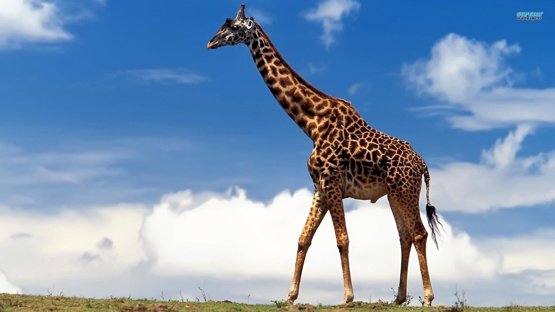 1920x1080 animals africa mammals skyscapes giraffes 1920x1080 wallpaper High Quality Wallpaper, High Definition Wallpaper