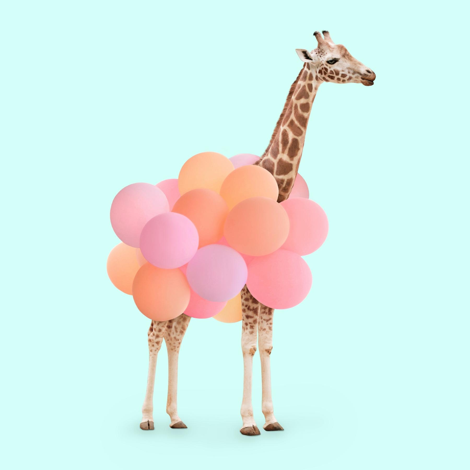 1800x1800 Buy PART GIRAFFE wallpaper US shipping at