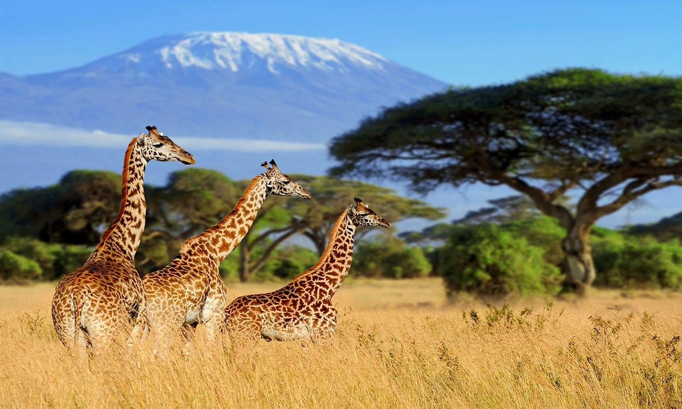 1366x820 Gentle Giraffes Wall Mural