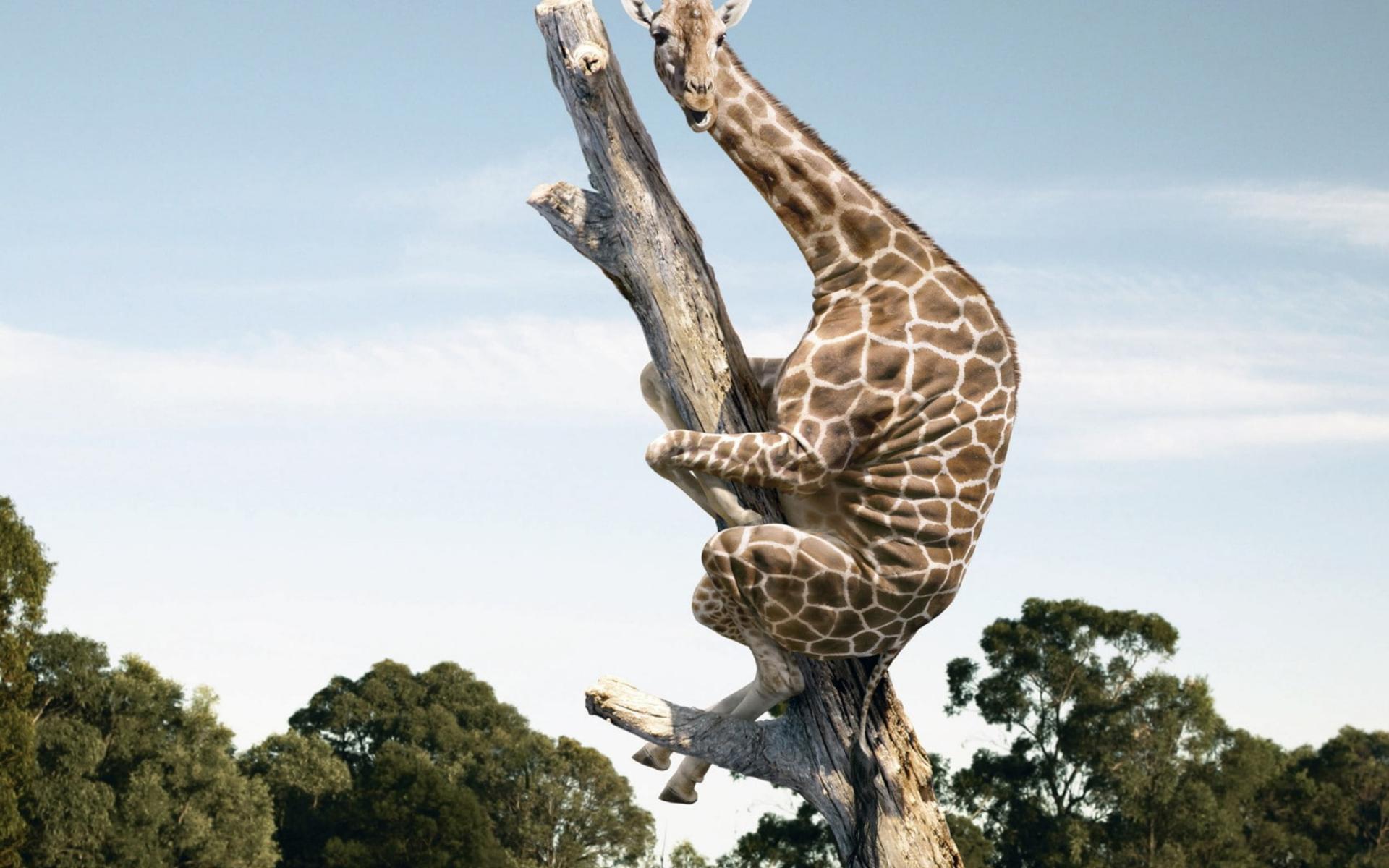 1920x1200 Adult giraffe fantasy art wallpaperx1200