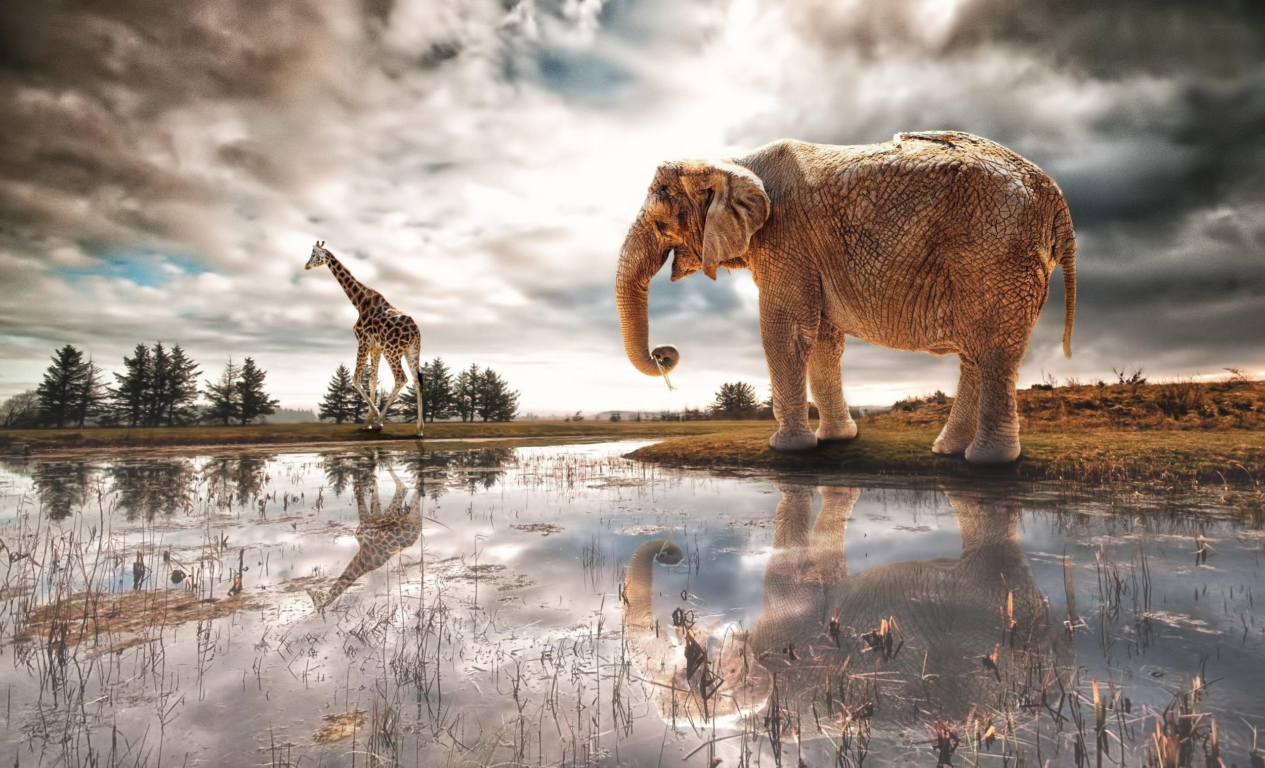 2500x1518 elephant, Giraffe, River, Art, Fantasy, Africa, Lake, Reflection Wallpaper HD / Desktop and Mobile Background
