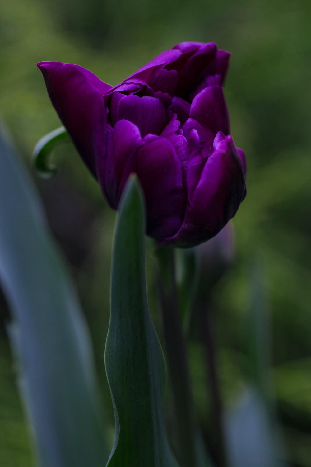 1000x1500 purple tulips in bloom during daytime photo