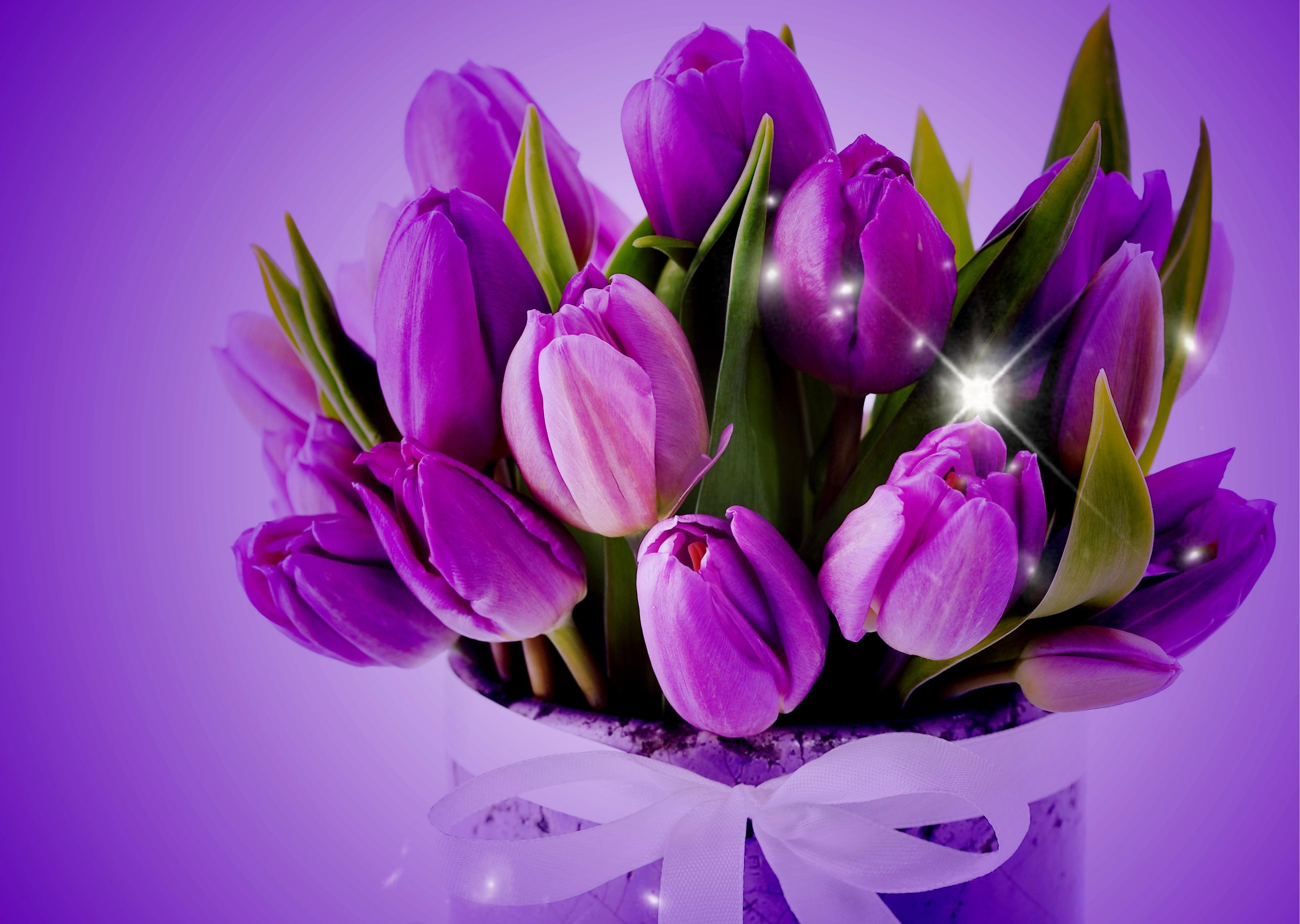 3517x2500 Purple Tulips Wallpaper