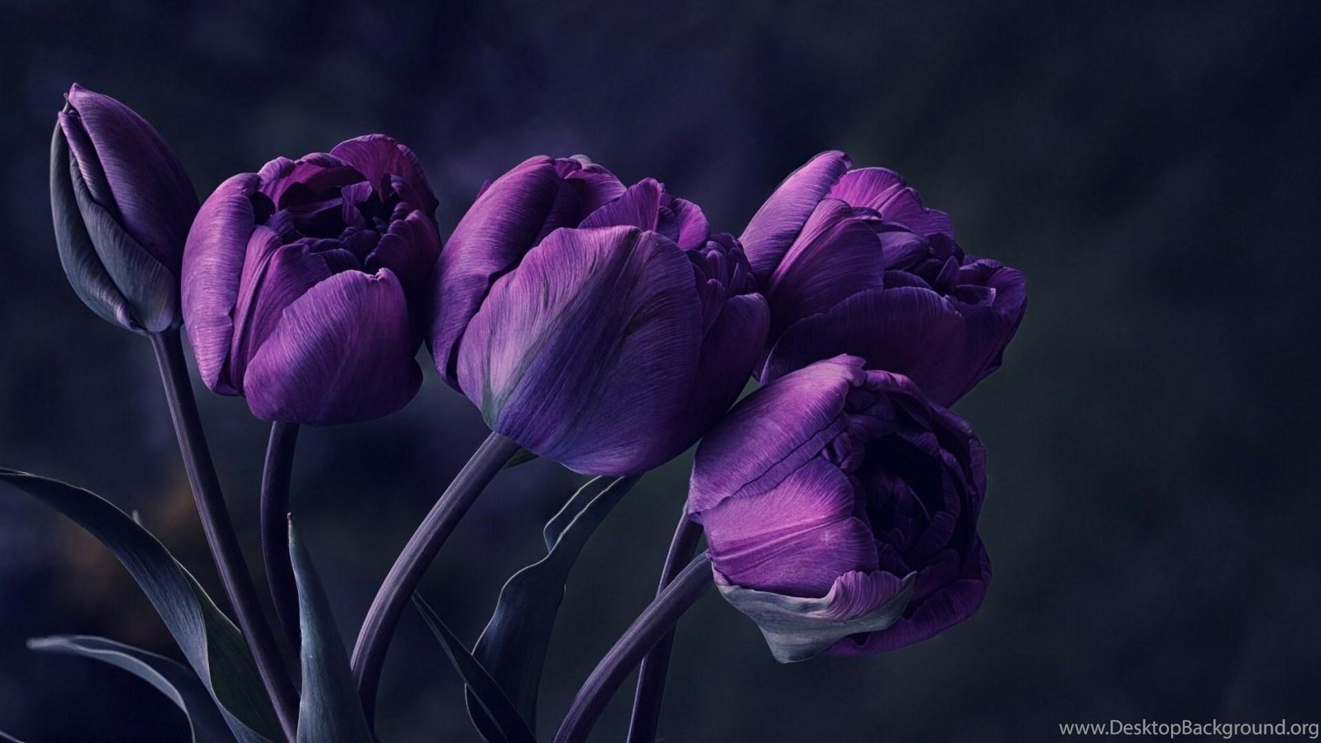 1920x1080 Purple Tulip Flowers Wallpaper HD Download Desktop Desktop Background