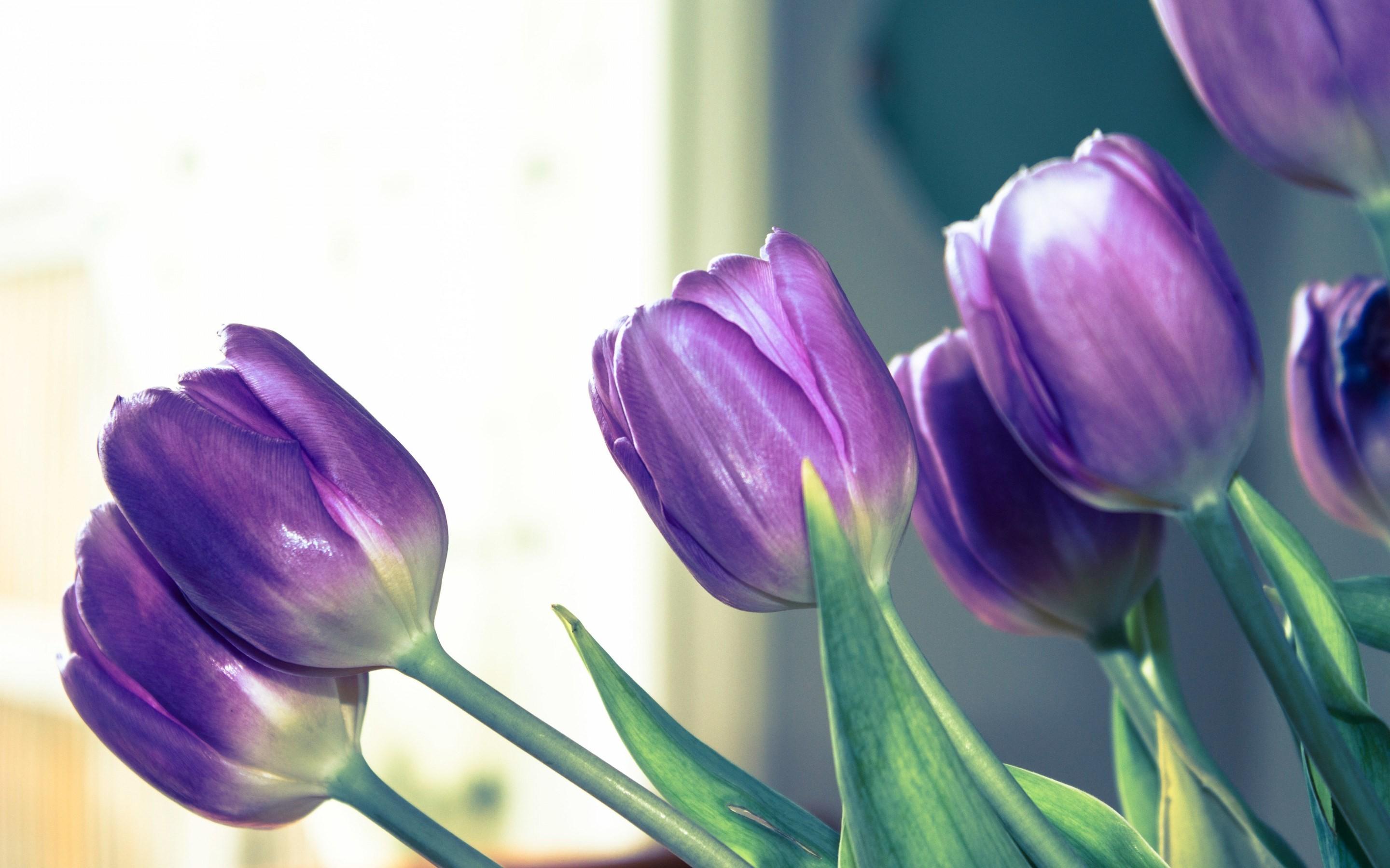 2880x1800 Purple Tulips Wallpaper, Image, Background, Picture