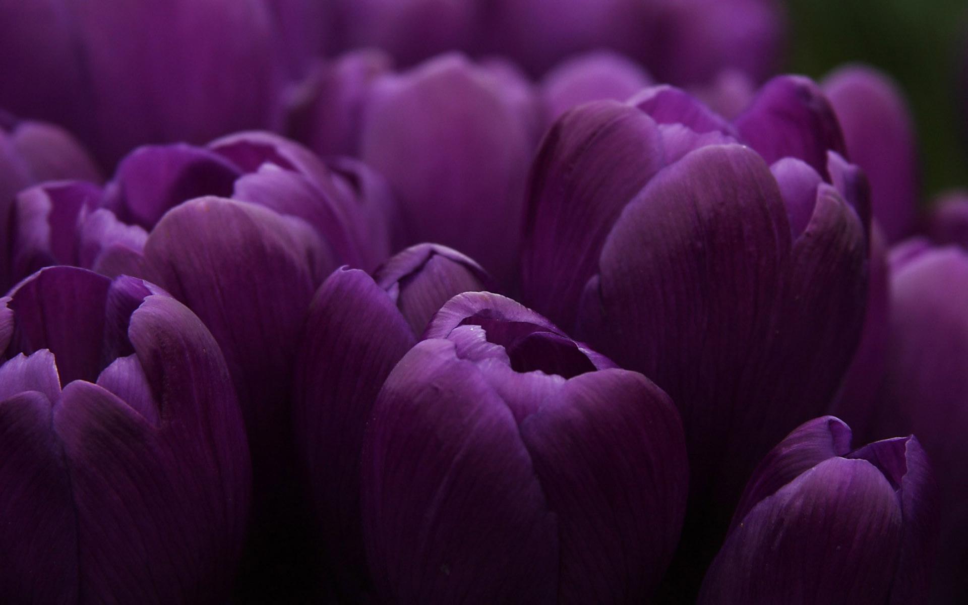 1920x1200 Purple Tulips HD Desktop Wallpaper