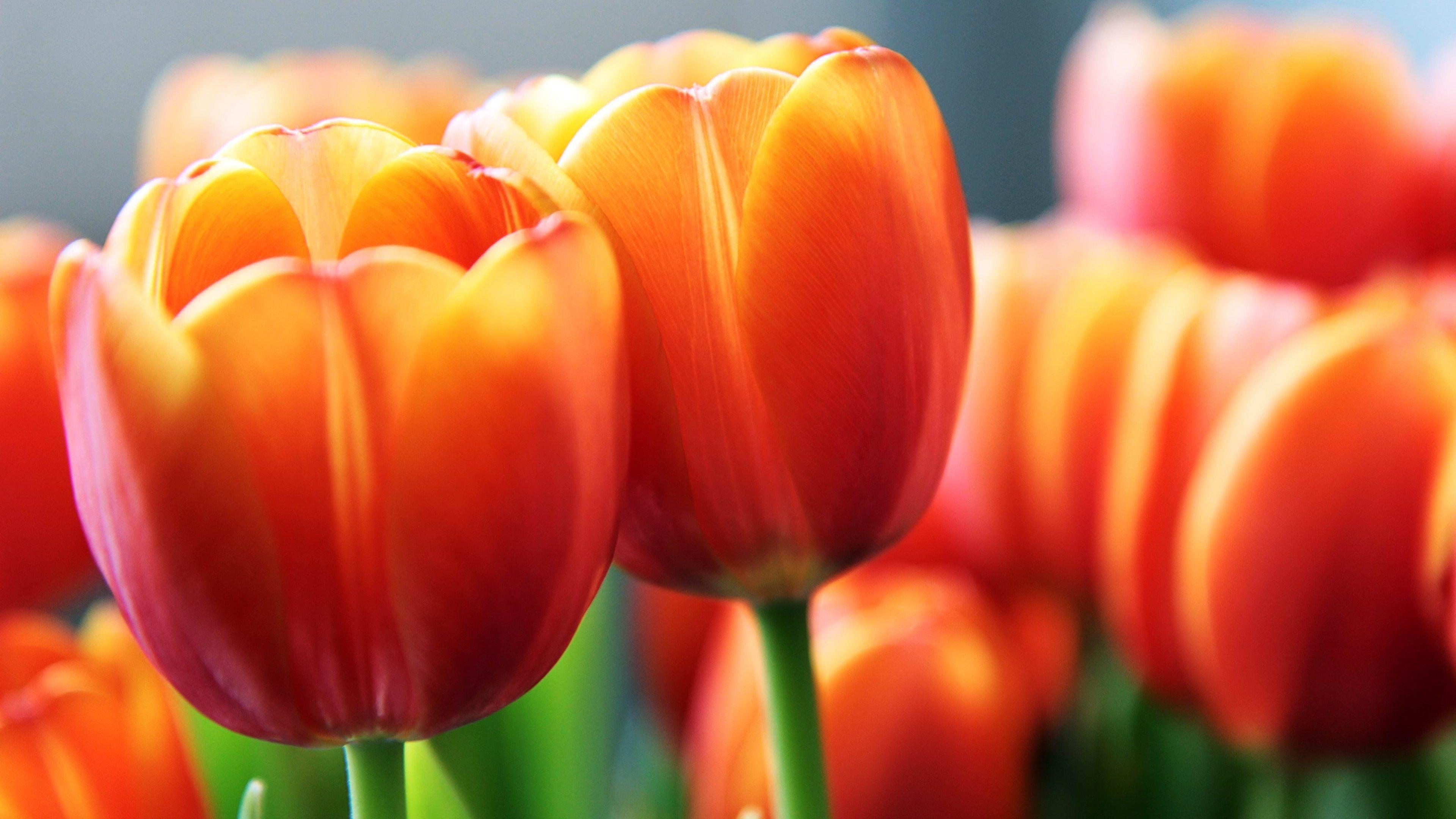 Orange Tulips HD Wallpapers Top Free Orange Tulips HD Backgrounds