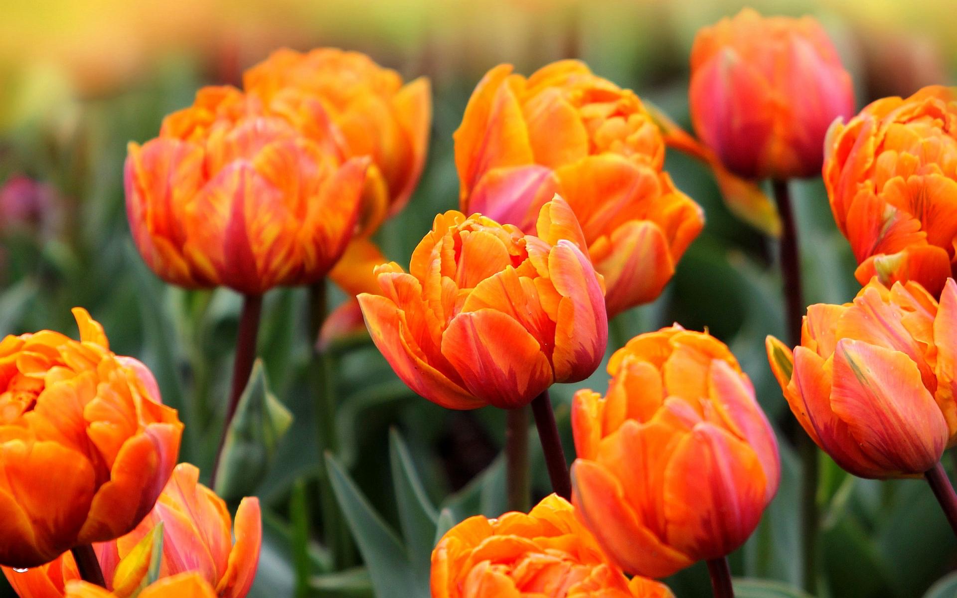 1920x1200 Orange tulips HD 1
