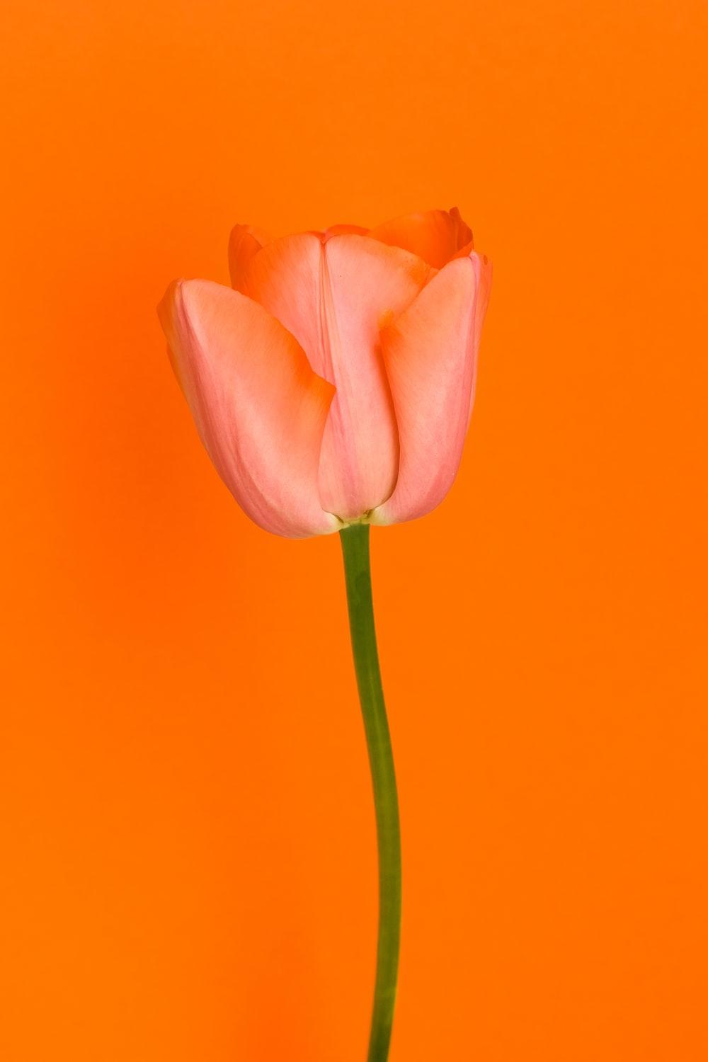 1000x1500 Orange Tulip Picture. Download Free Image