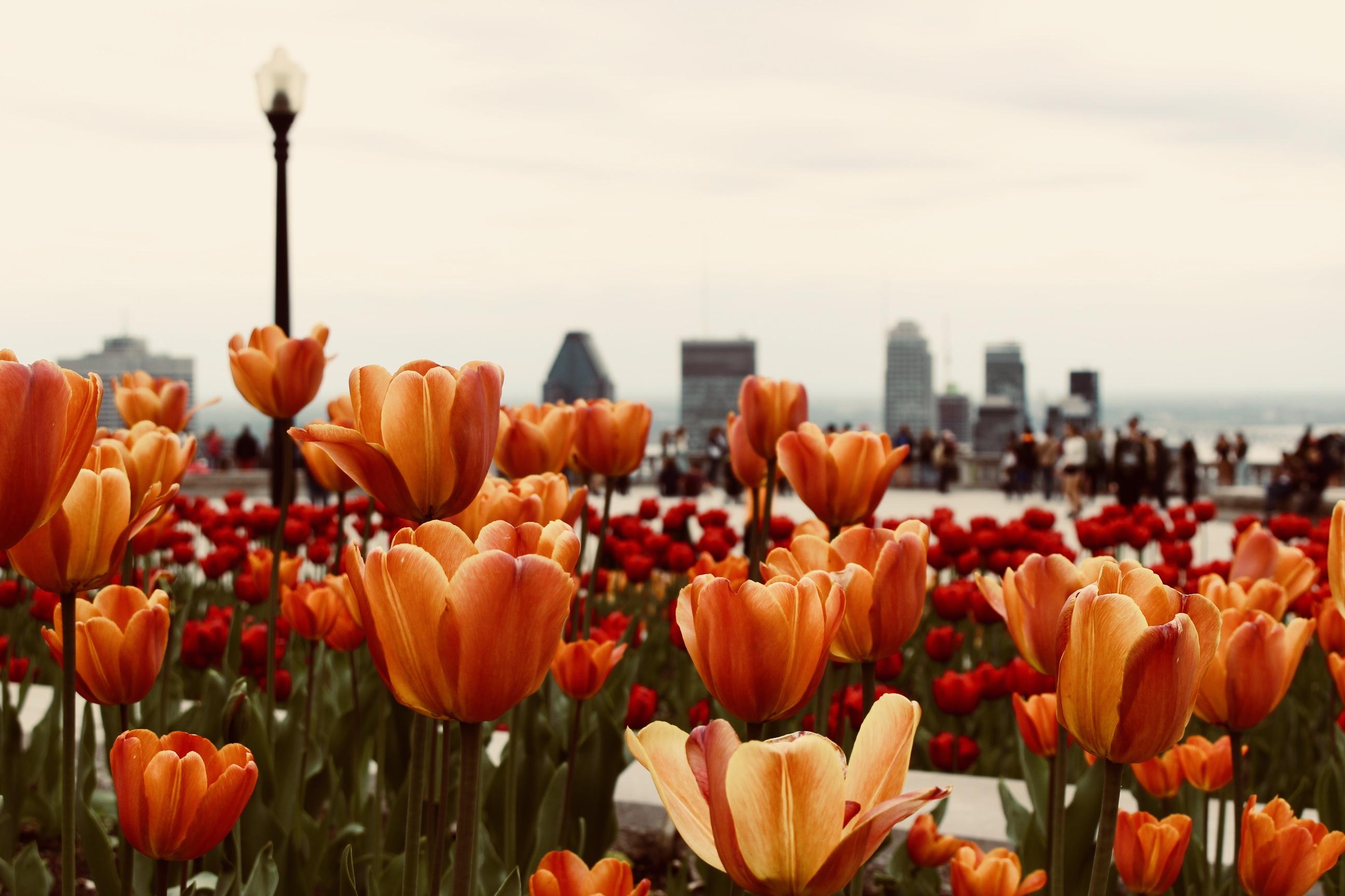 Orange Tulips HD Wallpapers - Top Free Orange Tulips HD Backgrounds