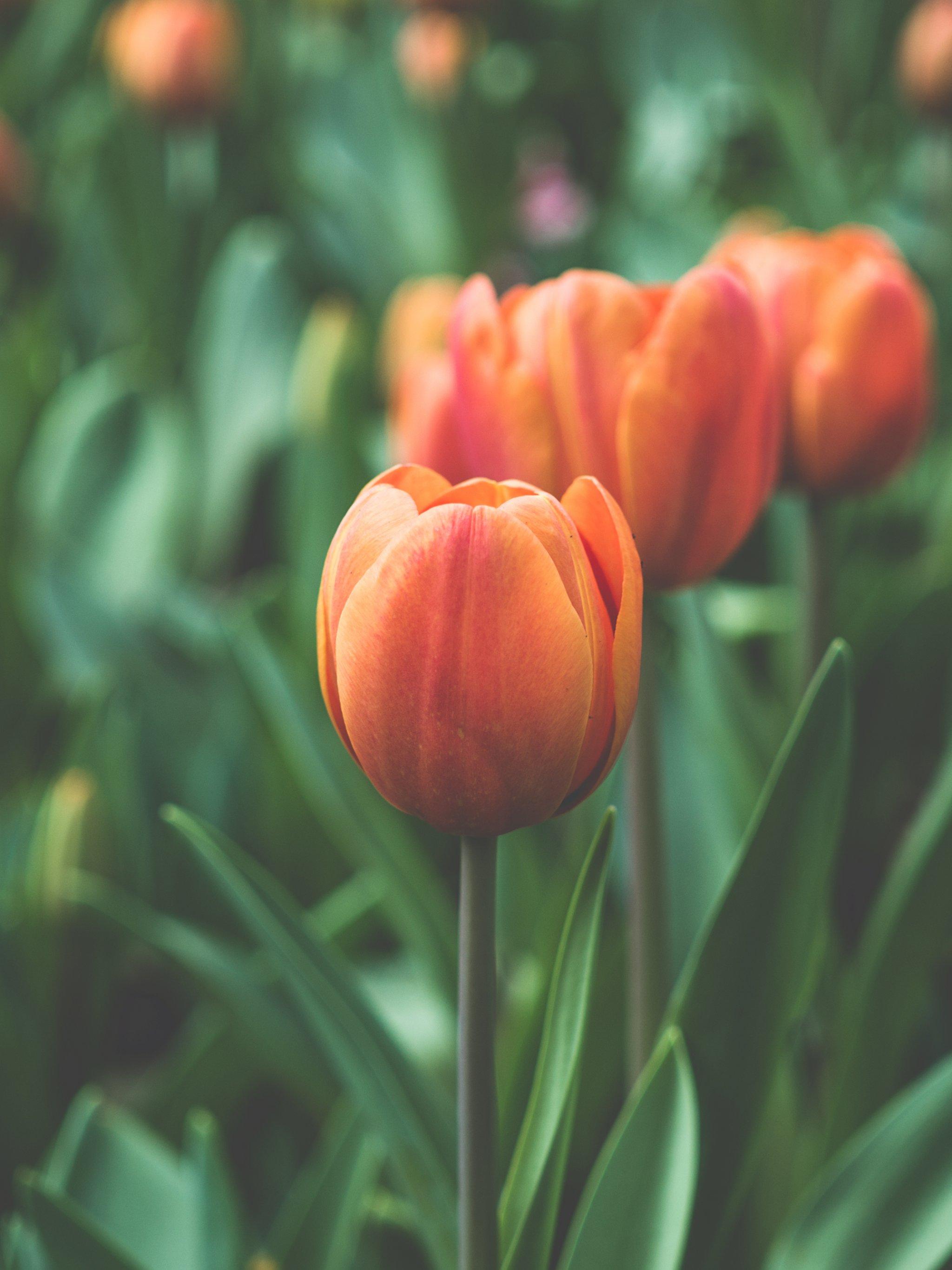 2048x2732 Orange Tulip Wallpaper, Android & Desktop Background