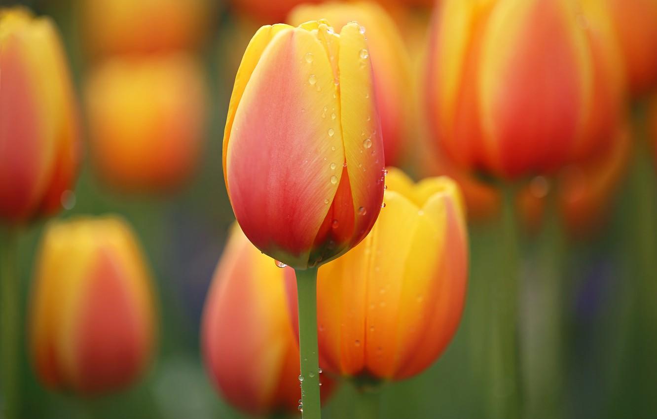 1332x850 Wallpaper flower, water, drops, nature, meadow, tulips, flower, nature, water, drops, tender, Li Feng, Orange Tulips image for desktop, section цветы