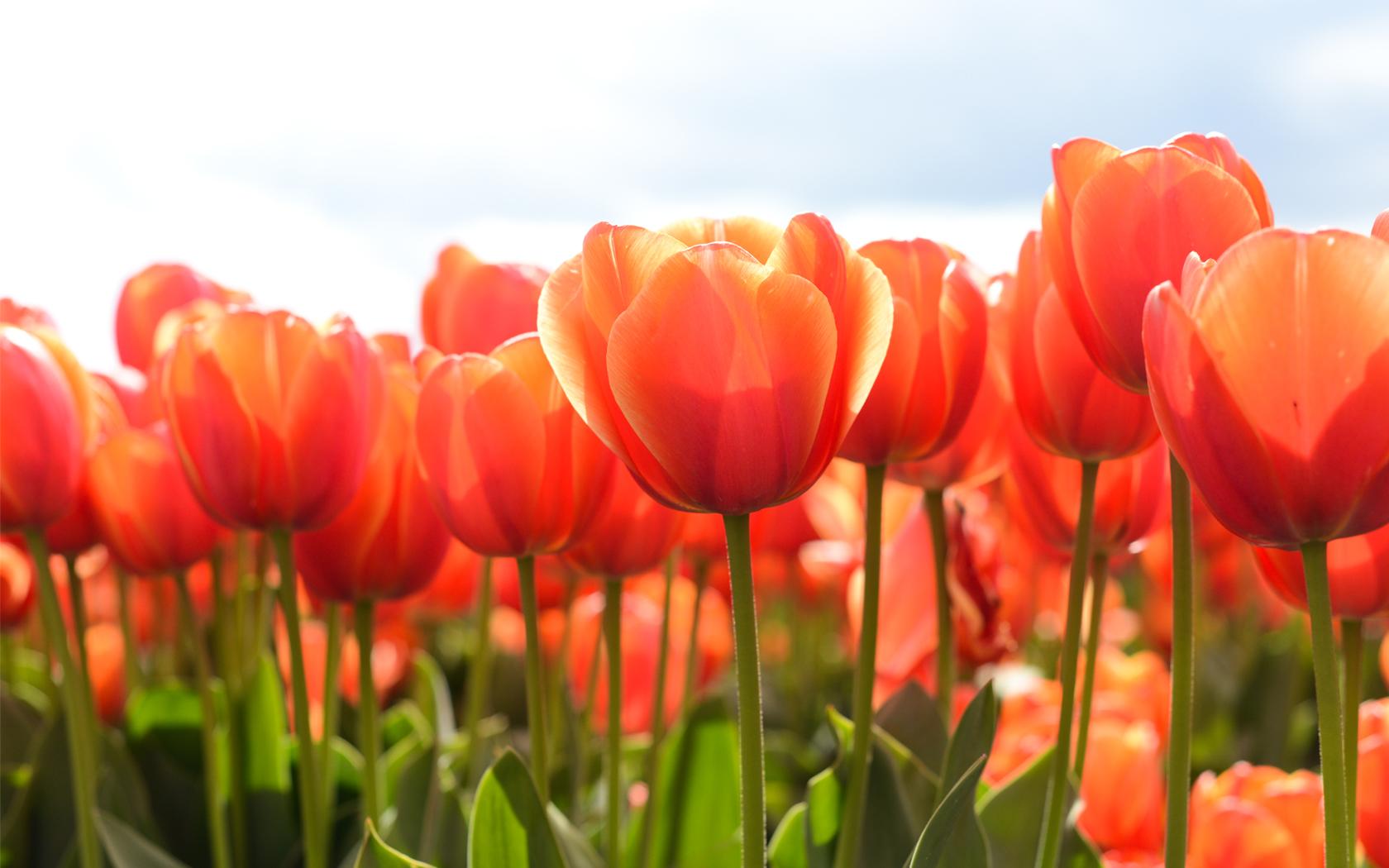 1680x1050 Lovely HD Tulips Wallpaper