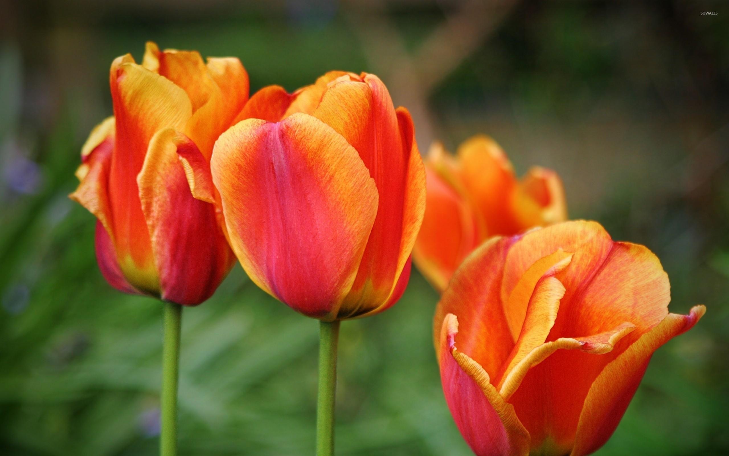 2560x1600 Orange tulips [6] wallpaper wallpaper