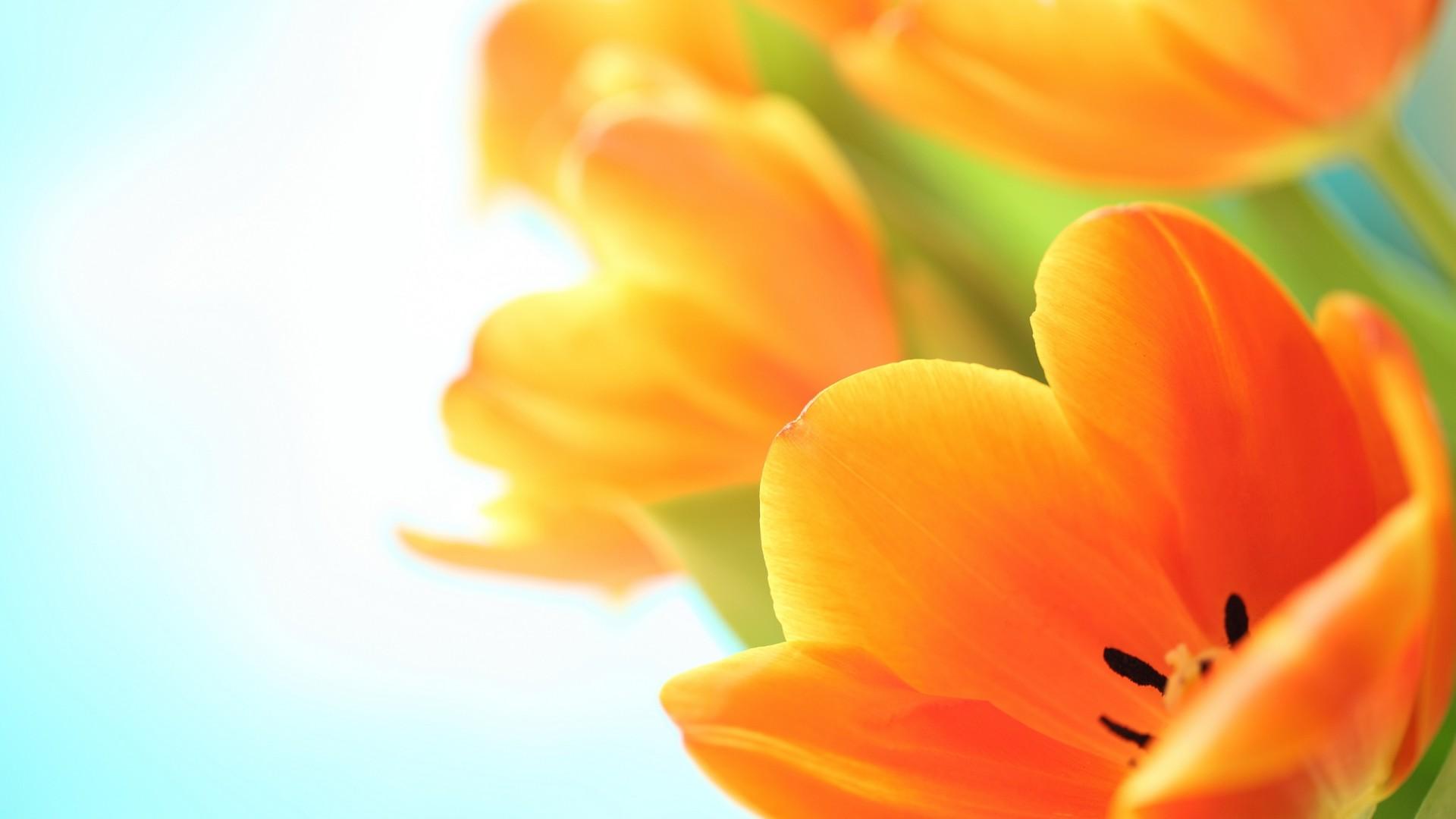 1920x1080 Orange Tulips HD :