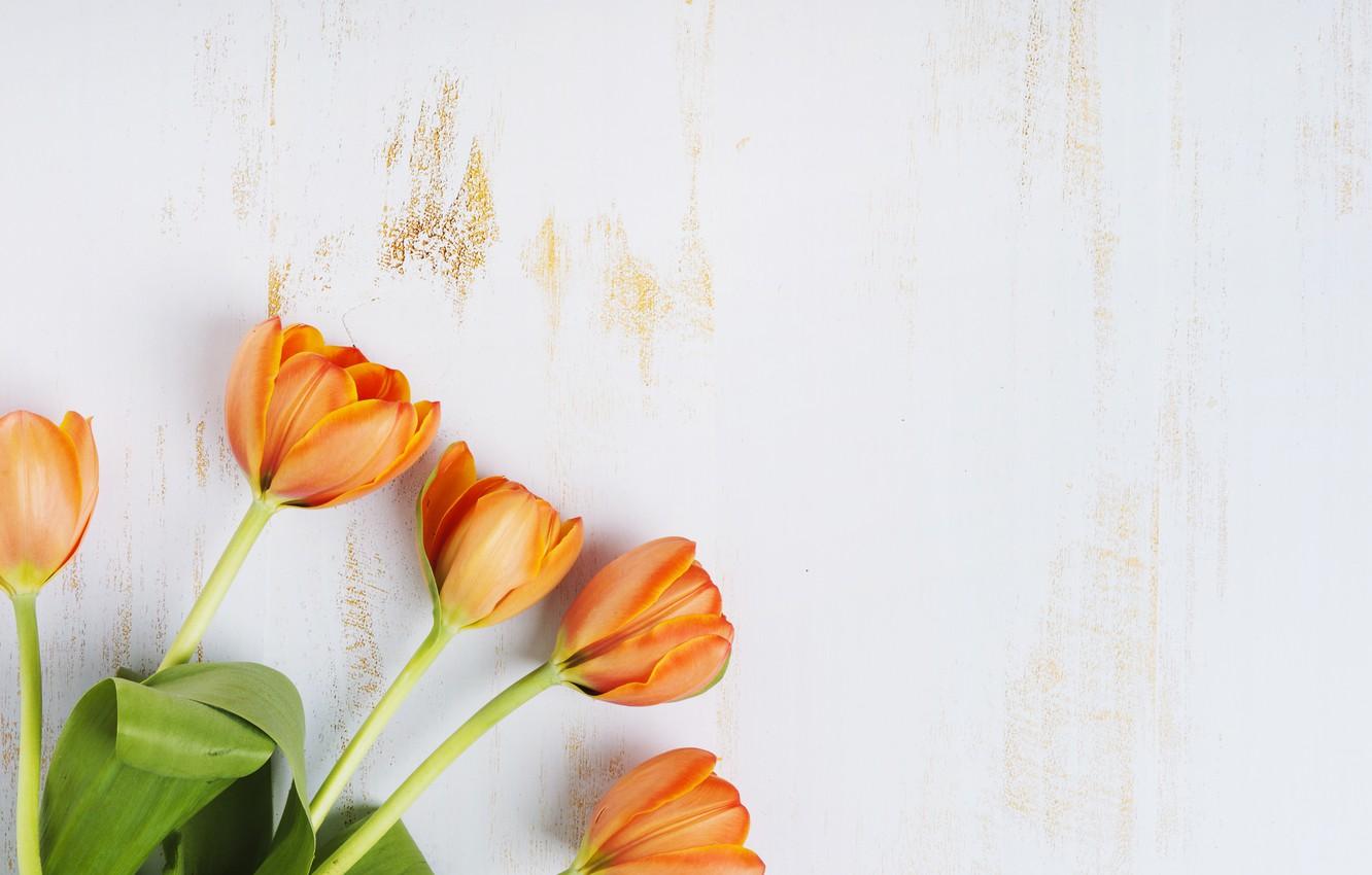 1332x850 Wallpaper tulips, wood, tulips, orange image for desktop, section цветы