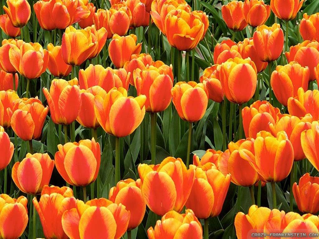 1024x768 Orange Tulips wallpaper