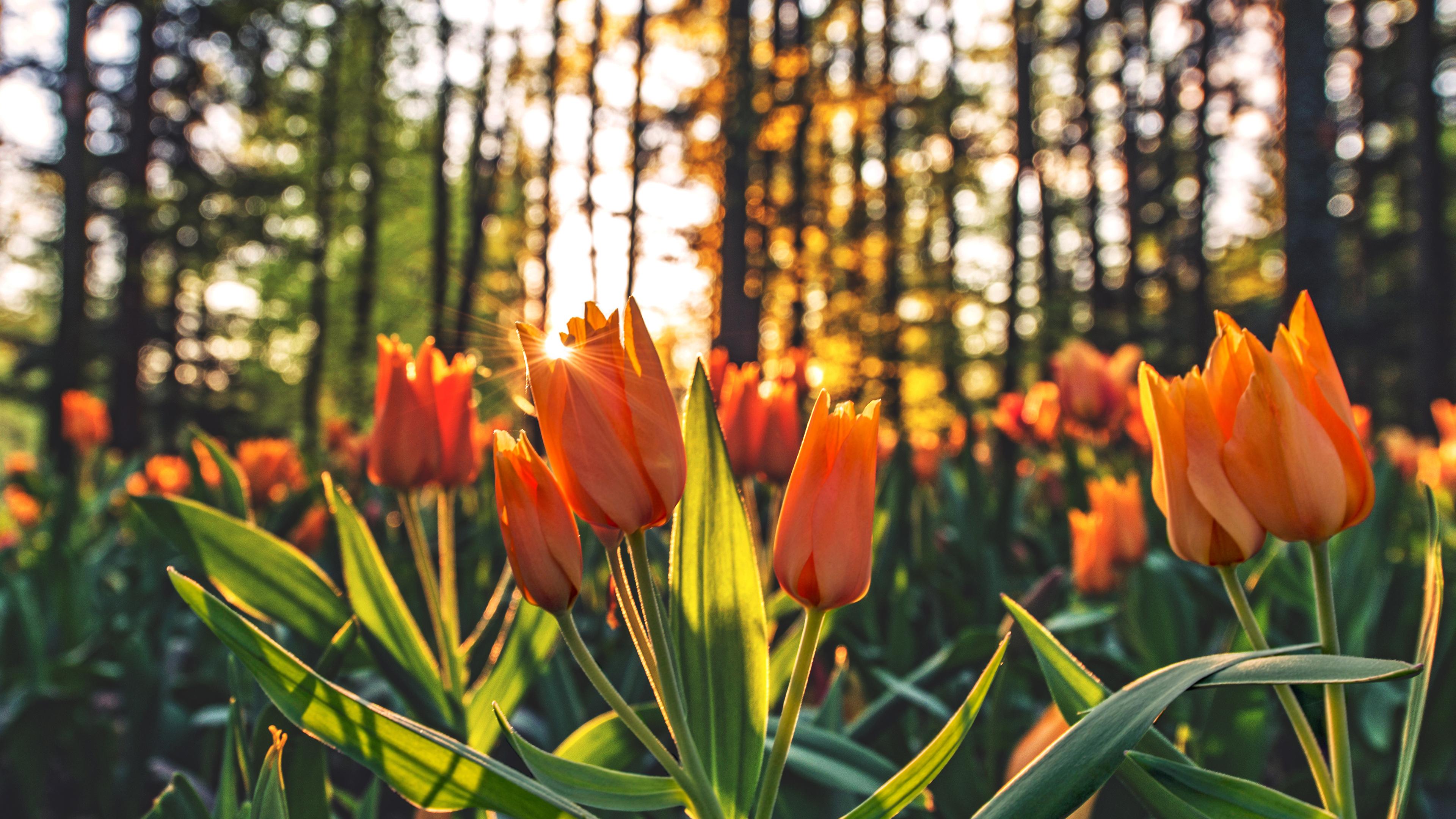 3840x2160 Wallpaper 4k Tulips Orange Wallpaper