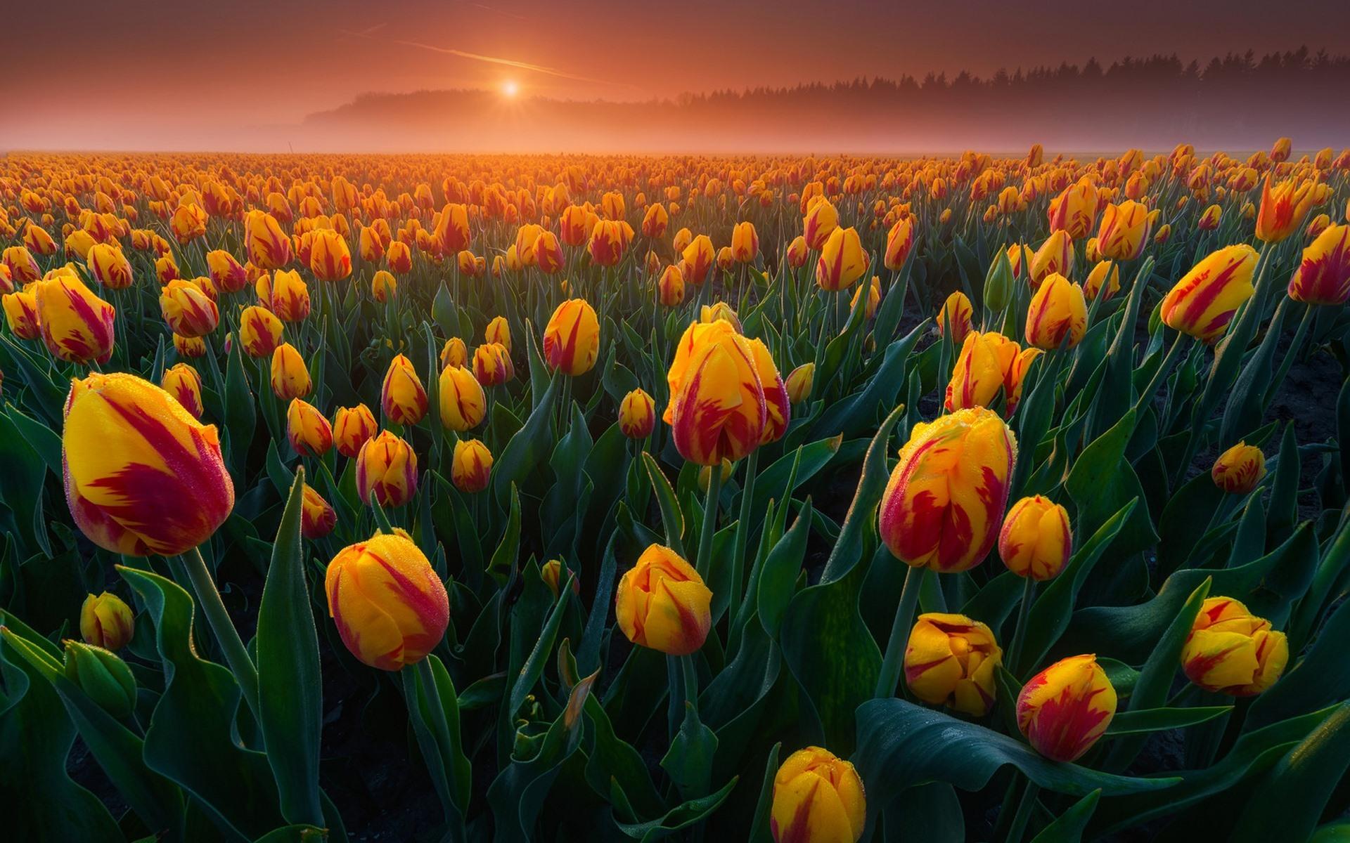 1920x1200 Wallpaper Orange tulips fields, sunrise, fog 1920x1200 HD Picture, Image
