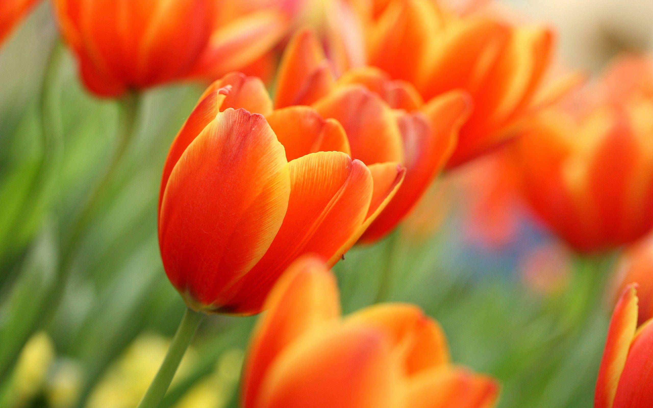 2560x1600 Orange Tulips Related Keywords &amp; Suggestions Tulips Long. Flowers, Orange tulips, Beautiful flowers picture