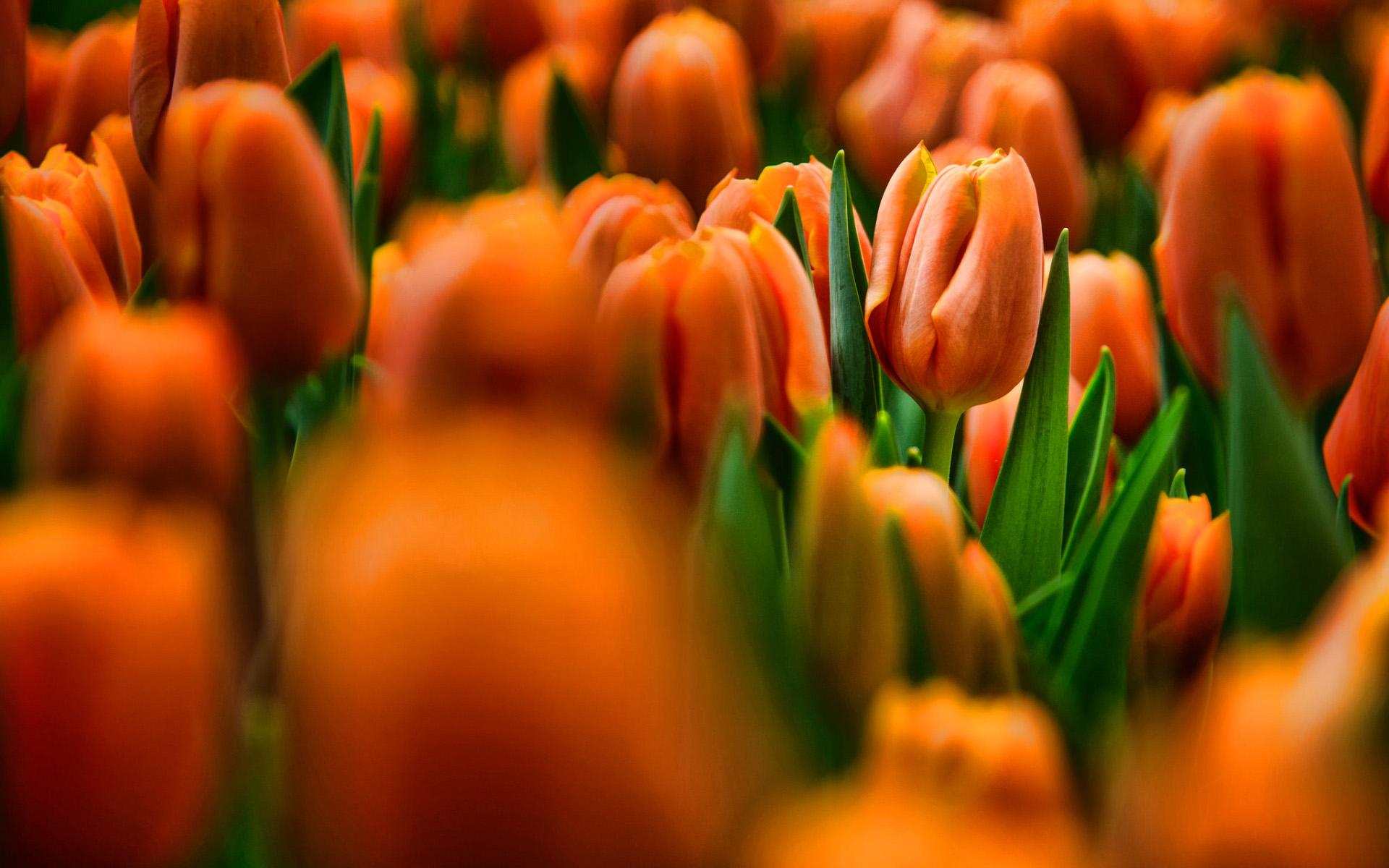 1920x1200 Orange Tulips, Bokeh, Hdr, Summer, Field Of Flowers, D Écran Fleur Orange