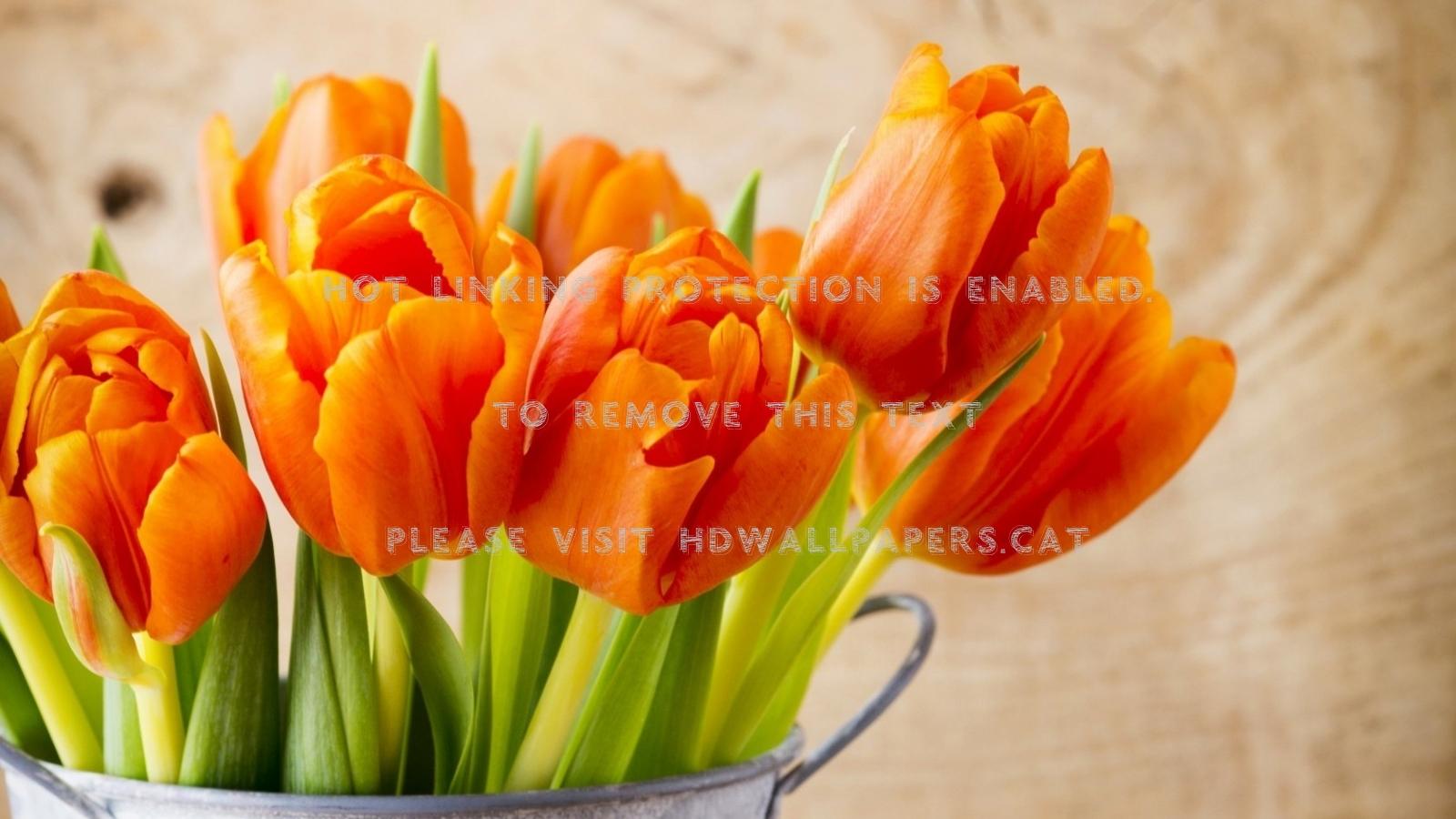 1600x900 orange tulips flowers nature