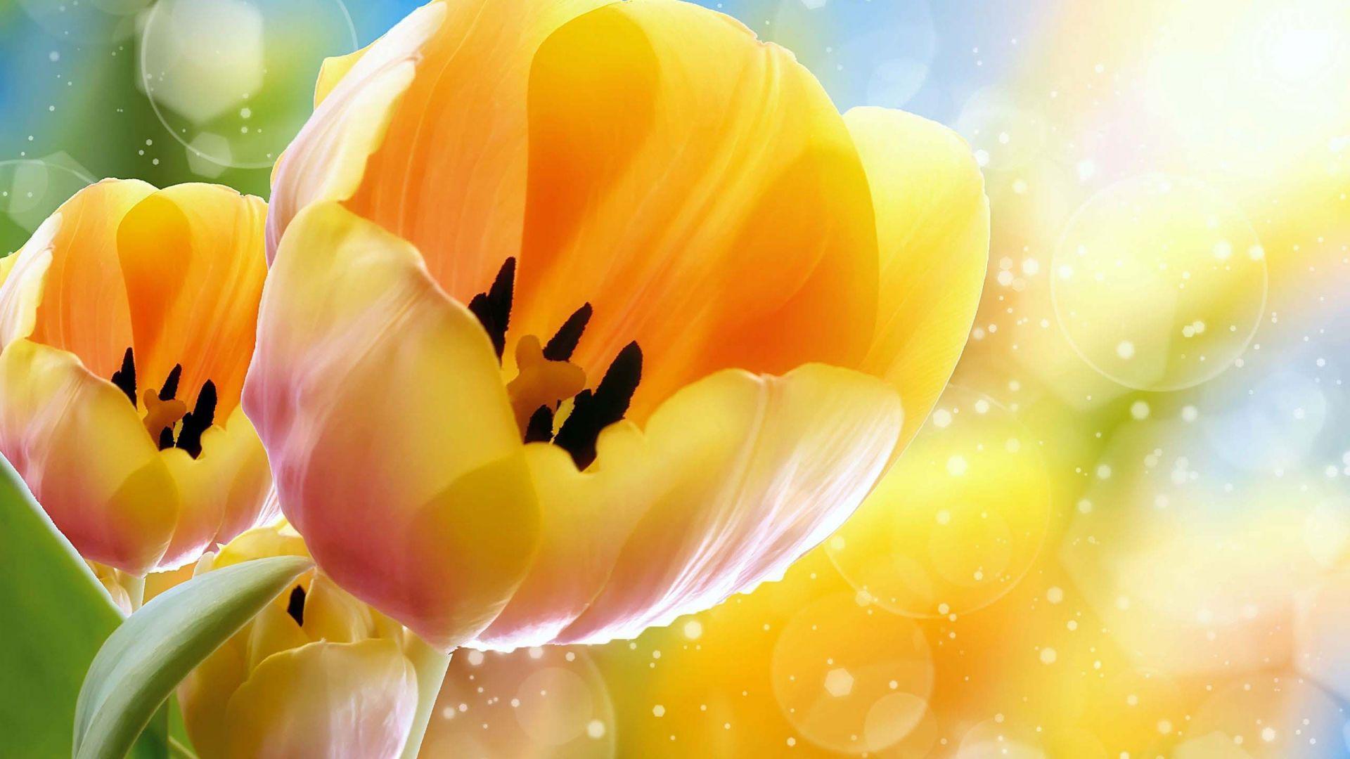 1920x1080 Orange Tulips Inside. HD Flowers Wallpaper for Mobile and Desktop