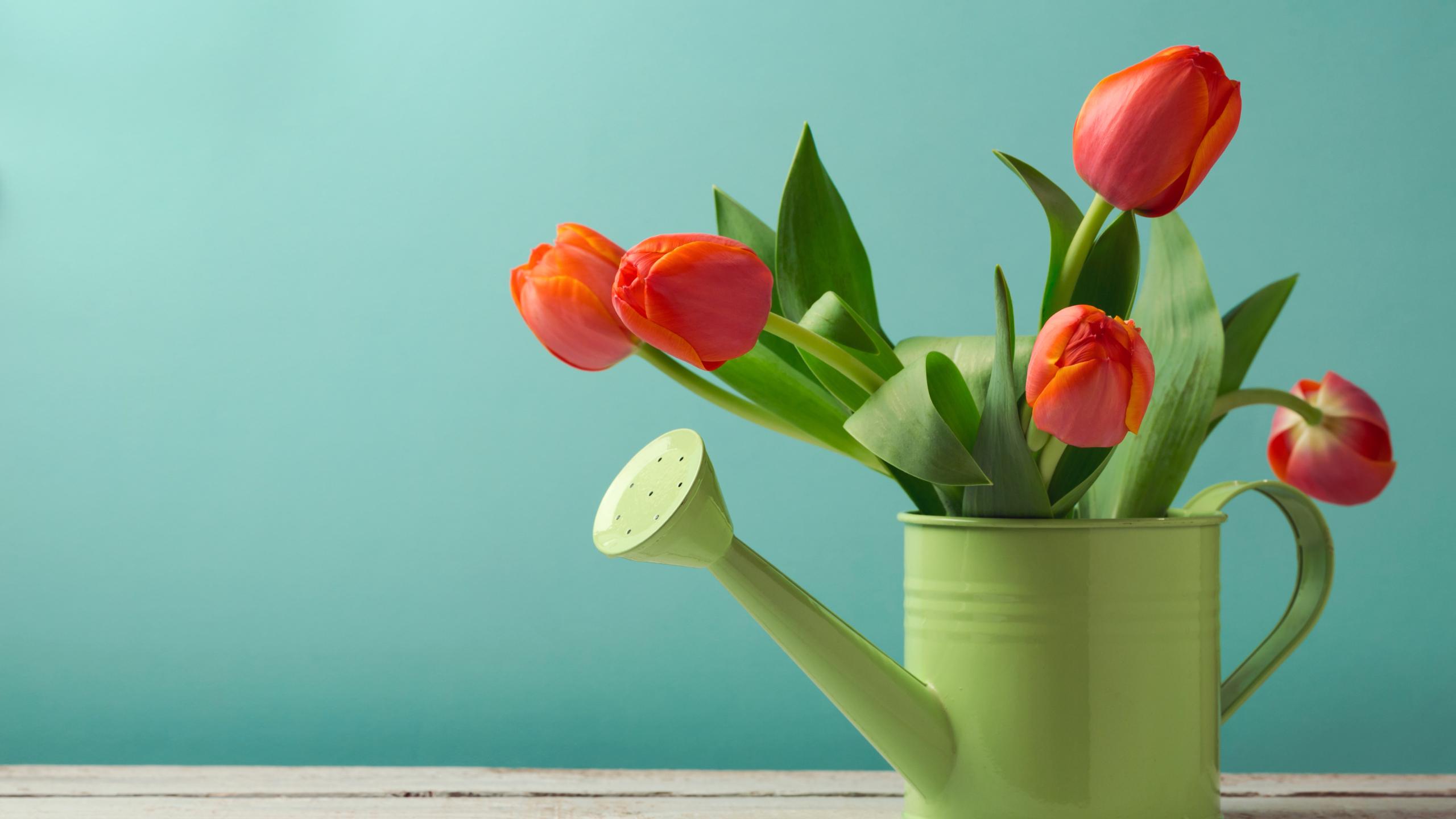 2560x1440 Desktop Wallpaper Orange, Tulips. Plants, Flower Pot, HD Image, Picture, Background, 6d0c8c