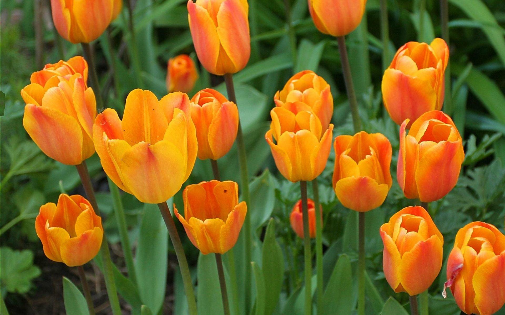 Orange Tulips HD Wallpapers - Top Free Orange Tulips HD Backgrounds ...