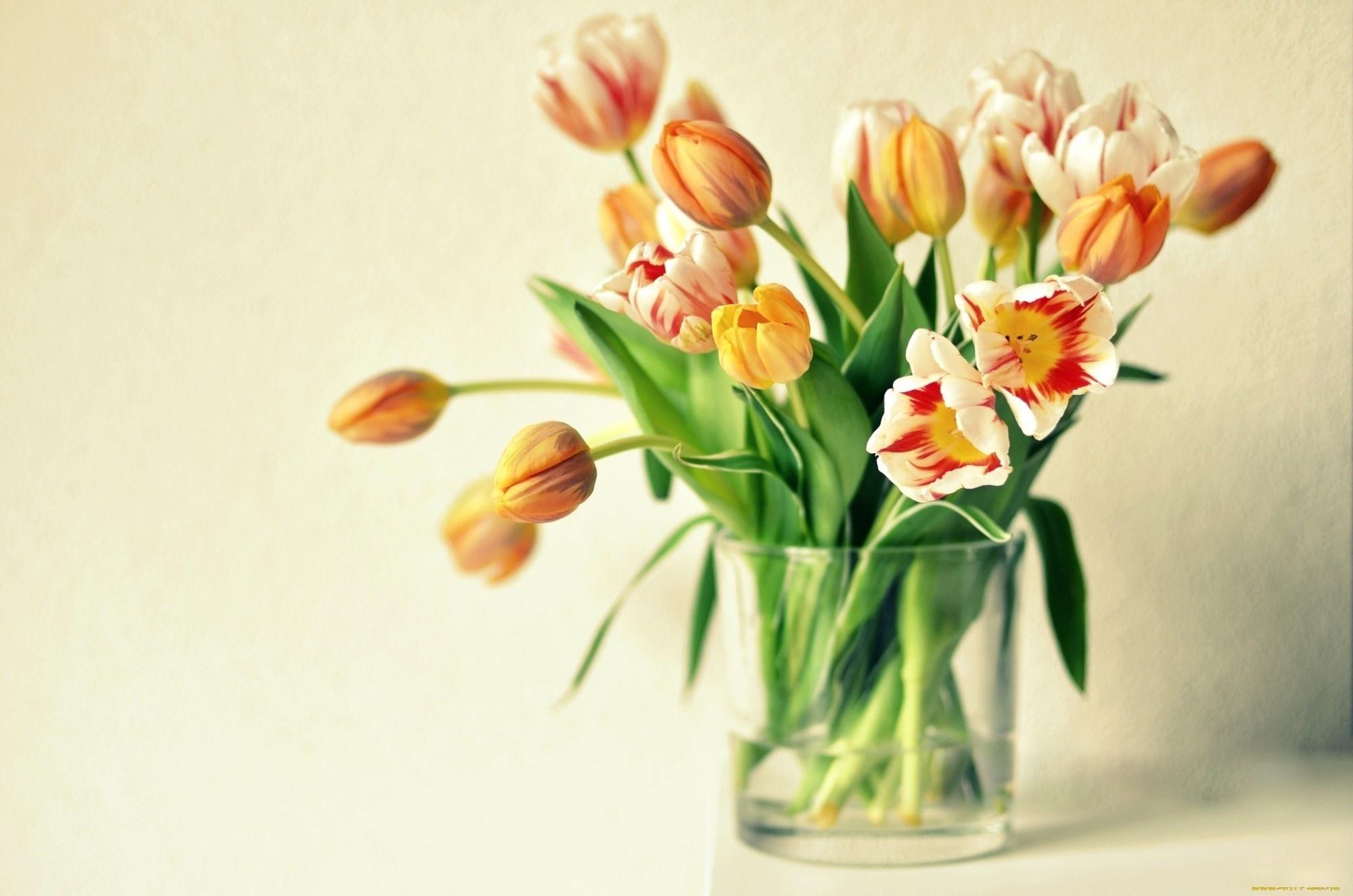 2000x1325 vase, Tulips, Orange, Flowers, Bouquet Wallpaper HD / Desktop and Mobile Background