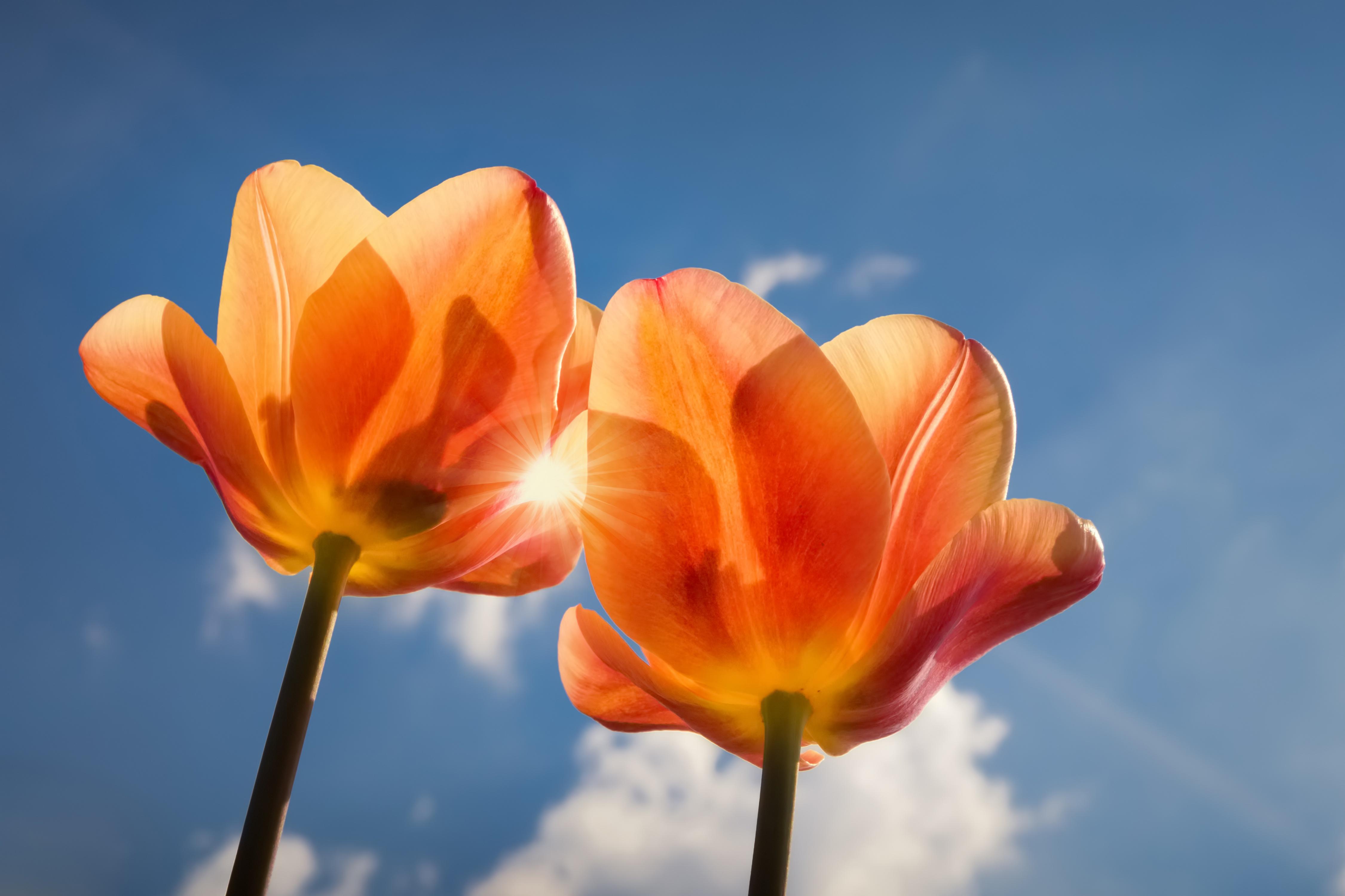 4501x3000 Orange Tulips Wallpaper, Image, Background, Picture
