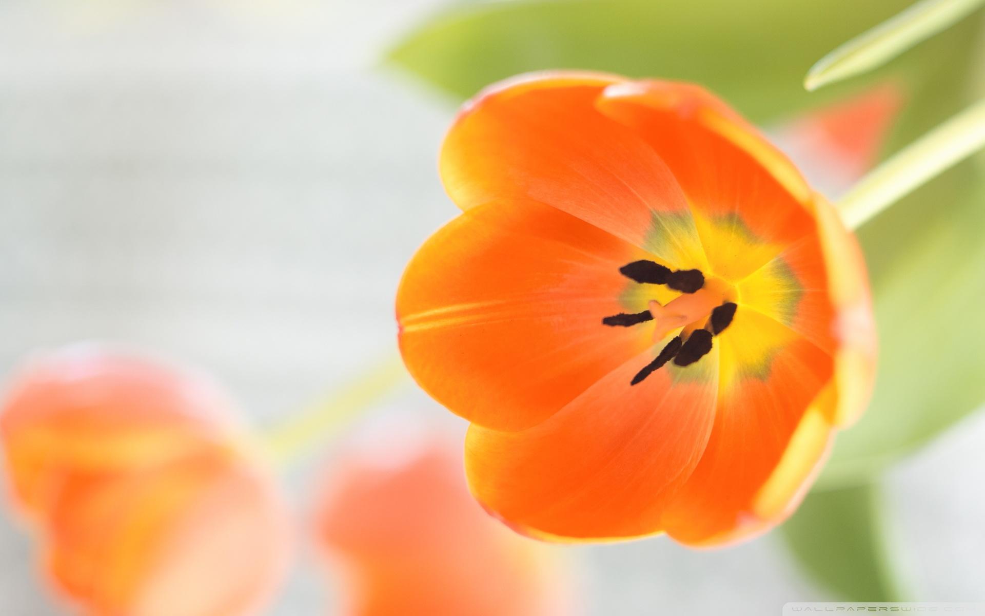 1920x1200 Orange Tulips Flowers Ultra HD Desktop Background Wallpaper for 4K UHD TV : Widescreen & UltraWide Desktop & Laptop : Tablet