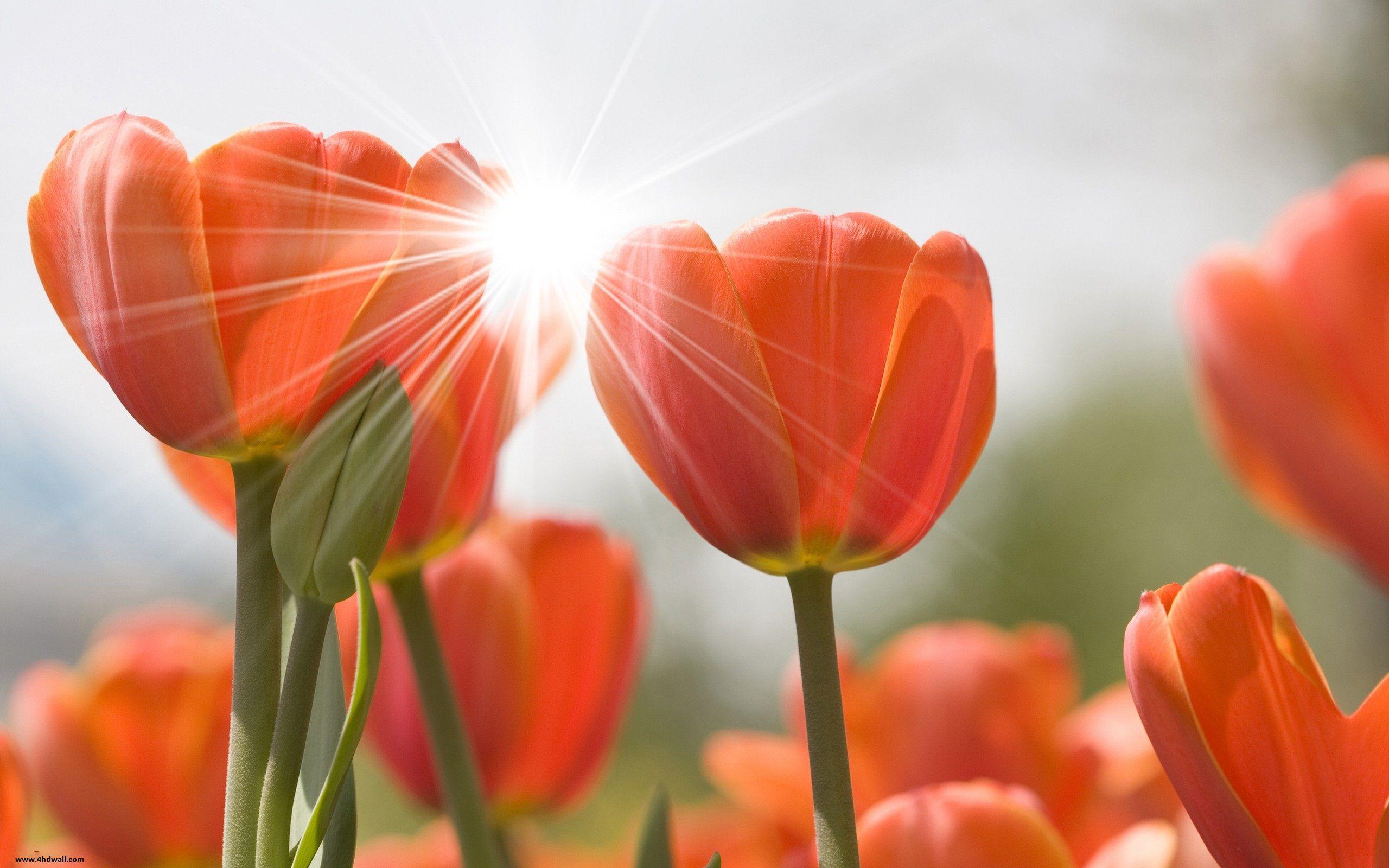 2560x1600 Tulips Wallpaper HD