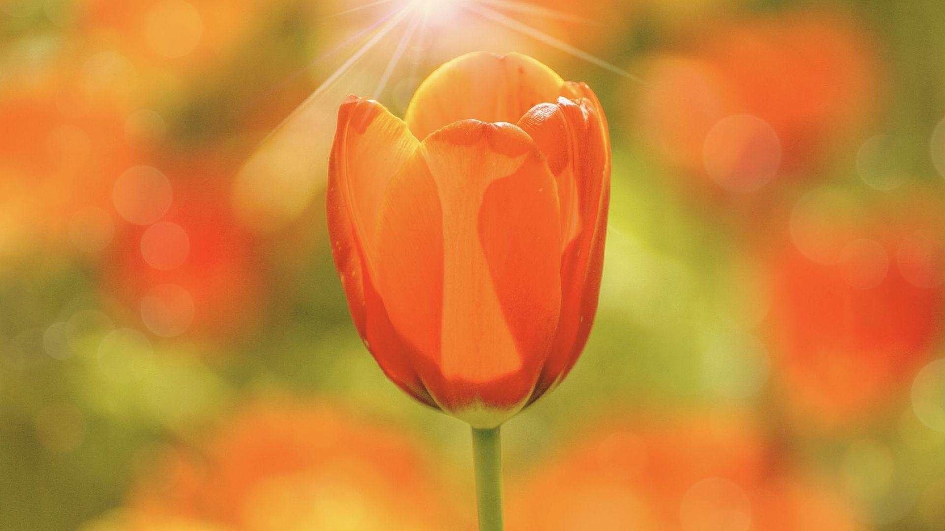 1920x1080 Desktop wallpaper orange tulip, portrait, HD image, picture, background, 4759f4