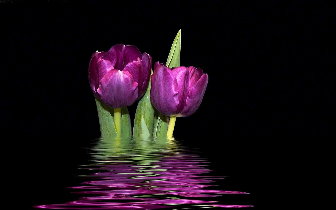 1280x800 Purple Tulips