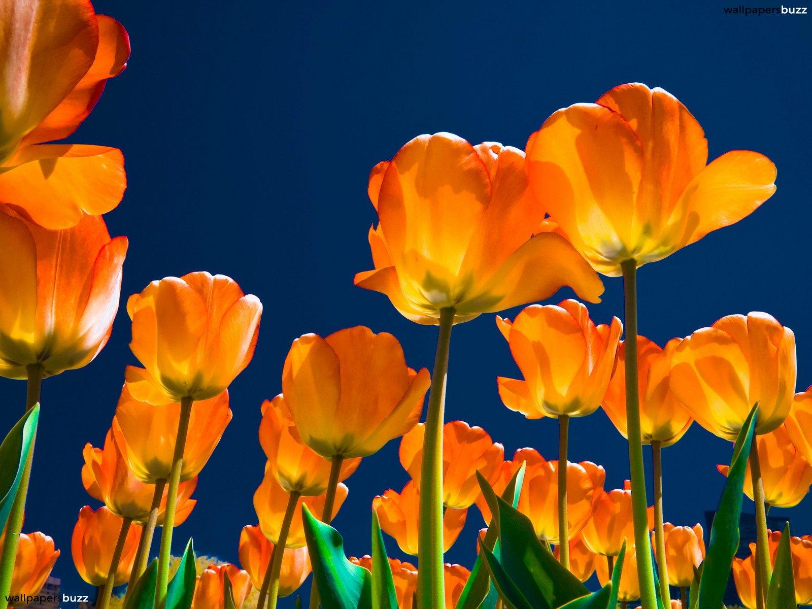 1600x1200 Free photo: Orange Tulips, Fake, Green