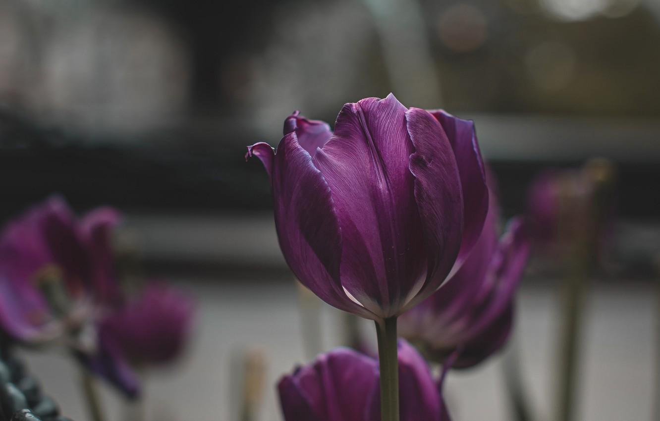 1332x850 Photo Wallpaper Nature, Flowers, Macro, Tulips, Blur, Xr Purple Tulip