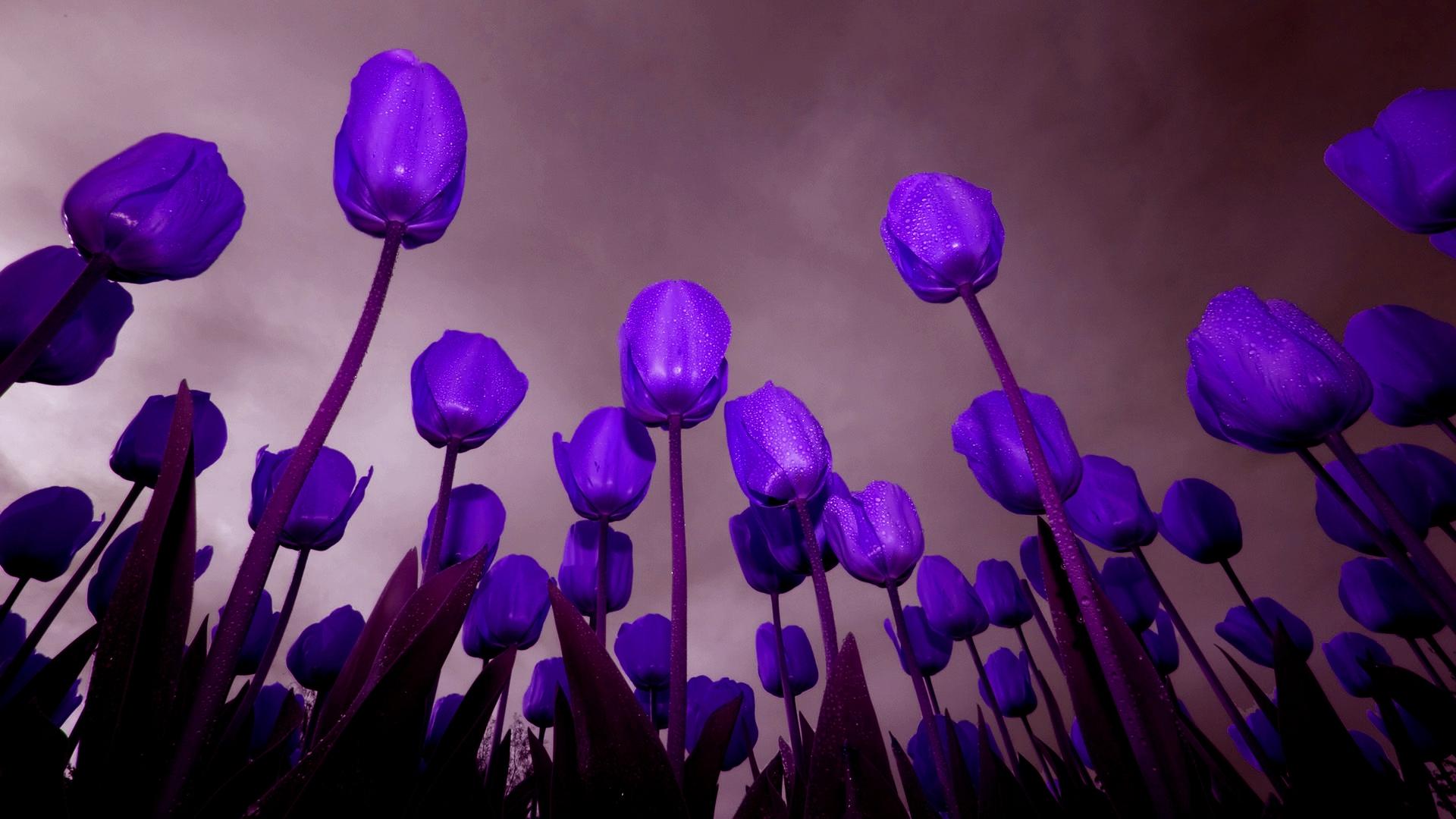 1920x1080 Beautiful Beauty Purple Tulips for Your Eyes Luiza