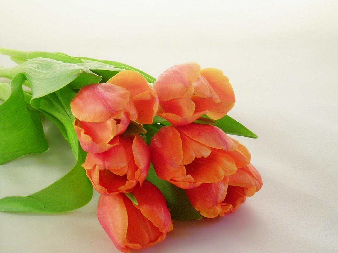 1152x864 fancy flower orange tulips