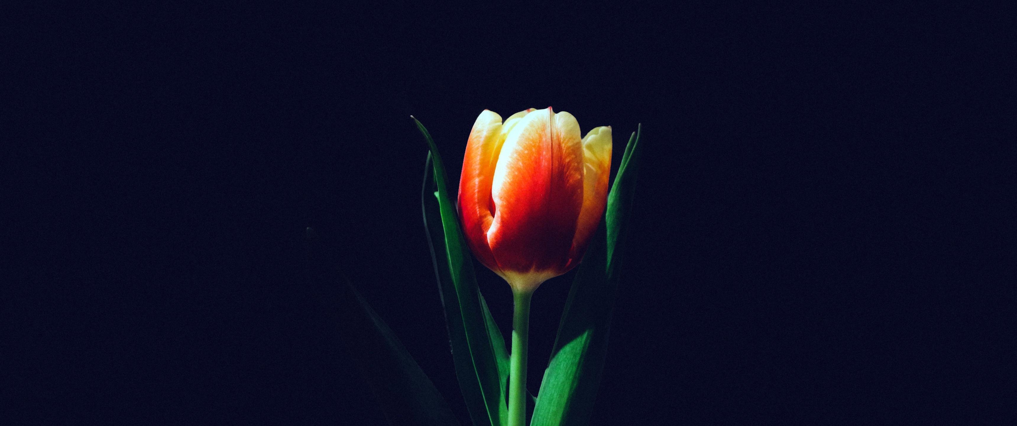 3440x1440 Tulip flower Wallpaper 4K, Orange tulips, Dark background, 5K, Flowers