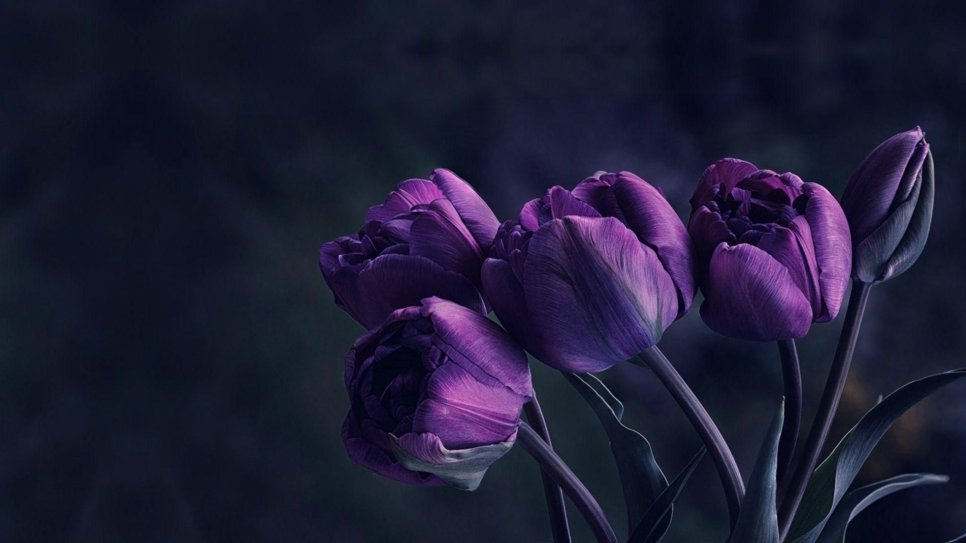 1920x1080 Desktop Wallpaper Purple Tulip, Buds, Flowers, HD Image, Picture, Background, Ujteyb