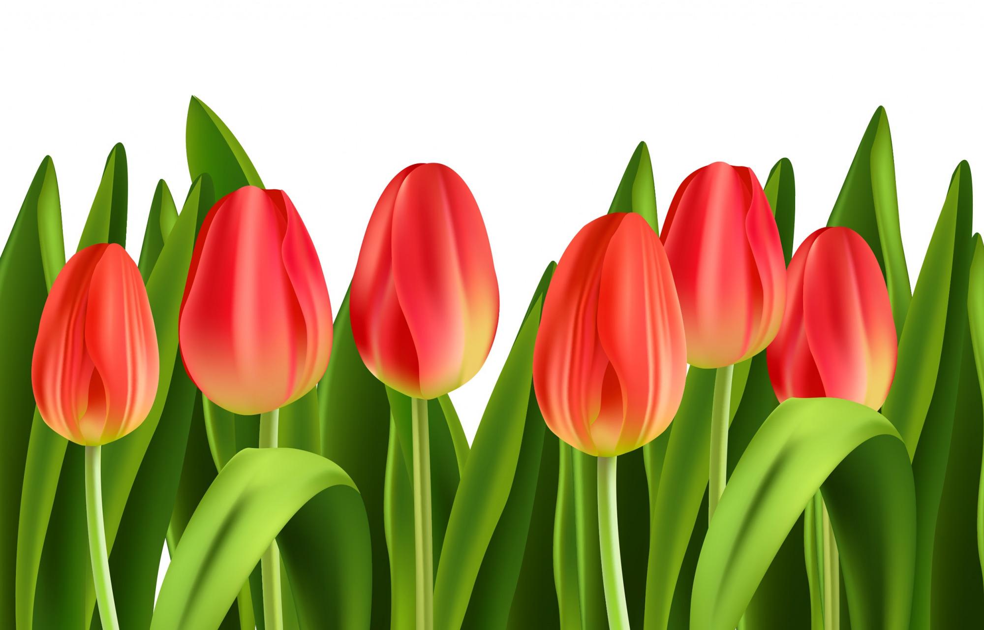 2000x1280 Orange Tulips HD Wallpaper